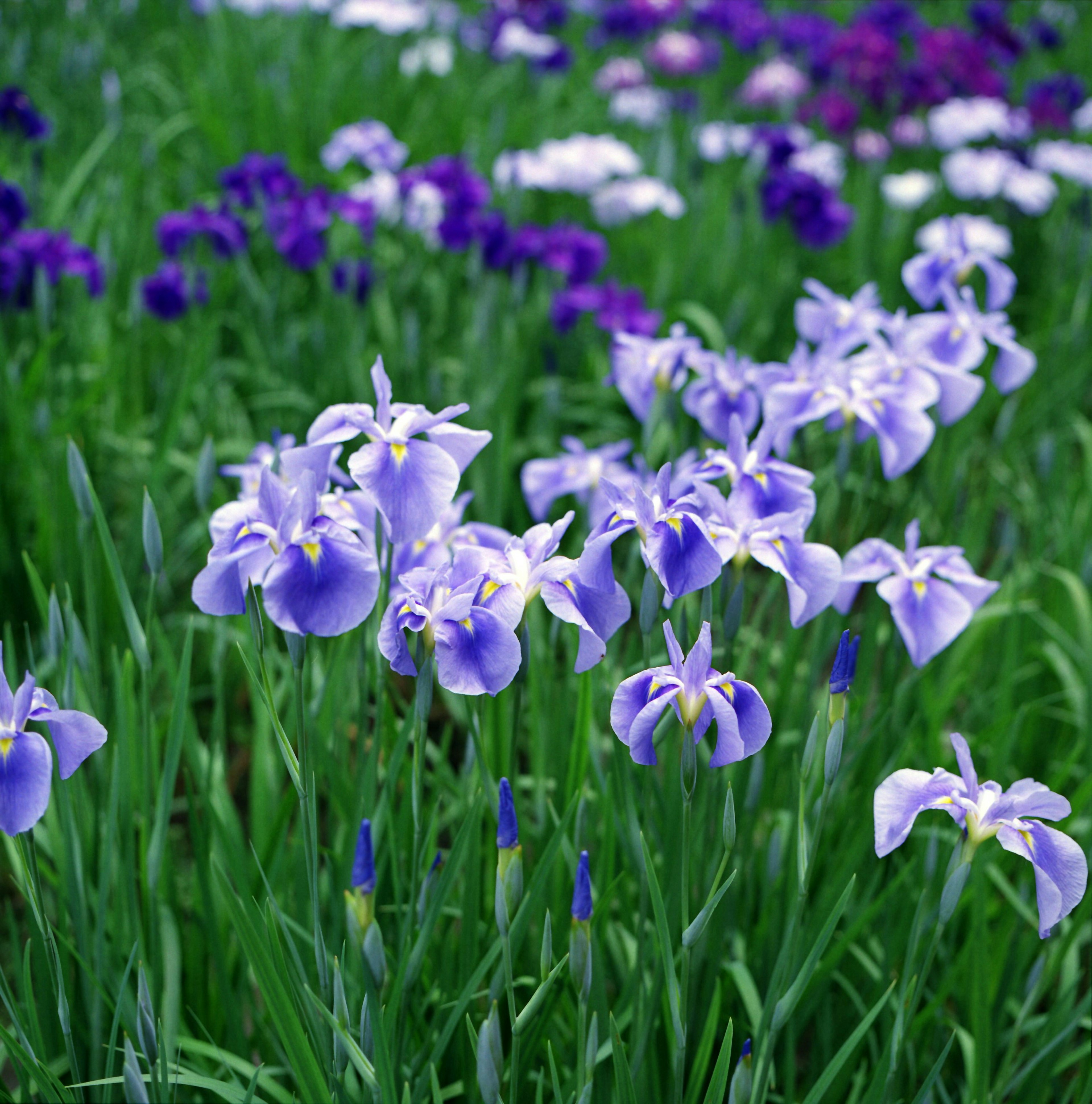 Groupe de fleurs d'iris violettes entourées d'herbe verte