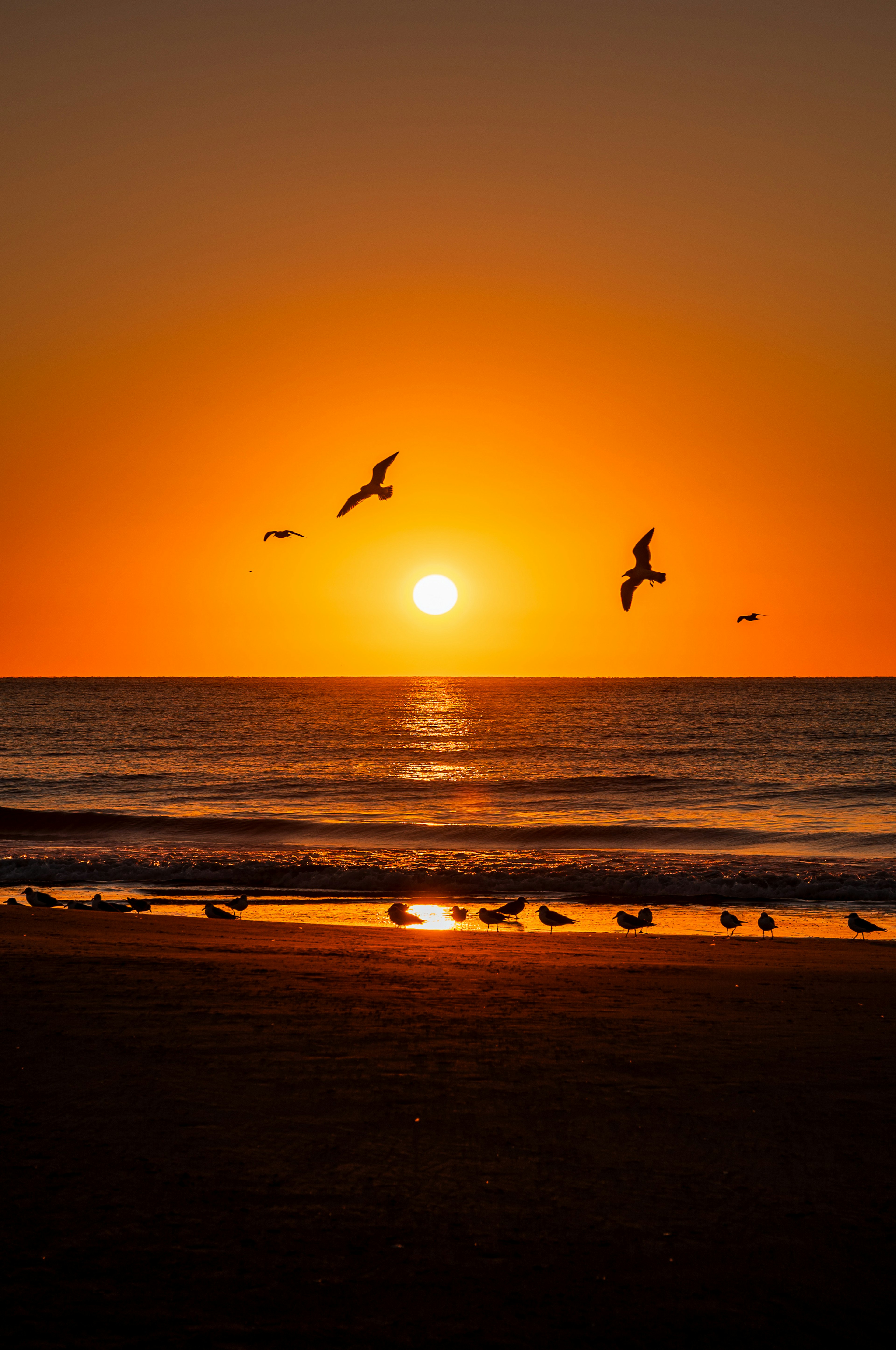 Atardecer sobre el océano con aves volando