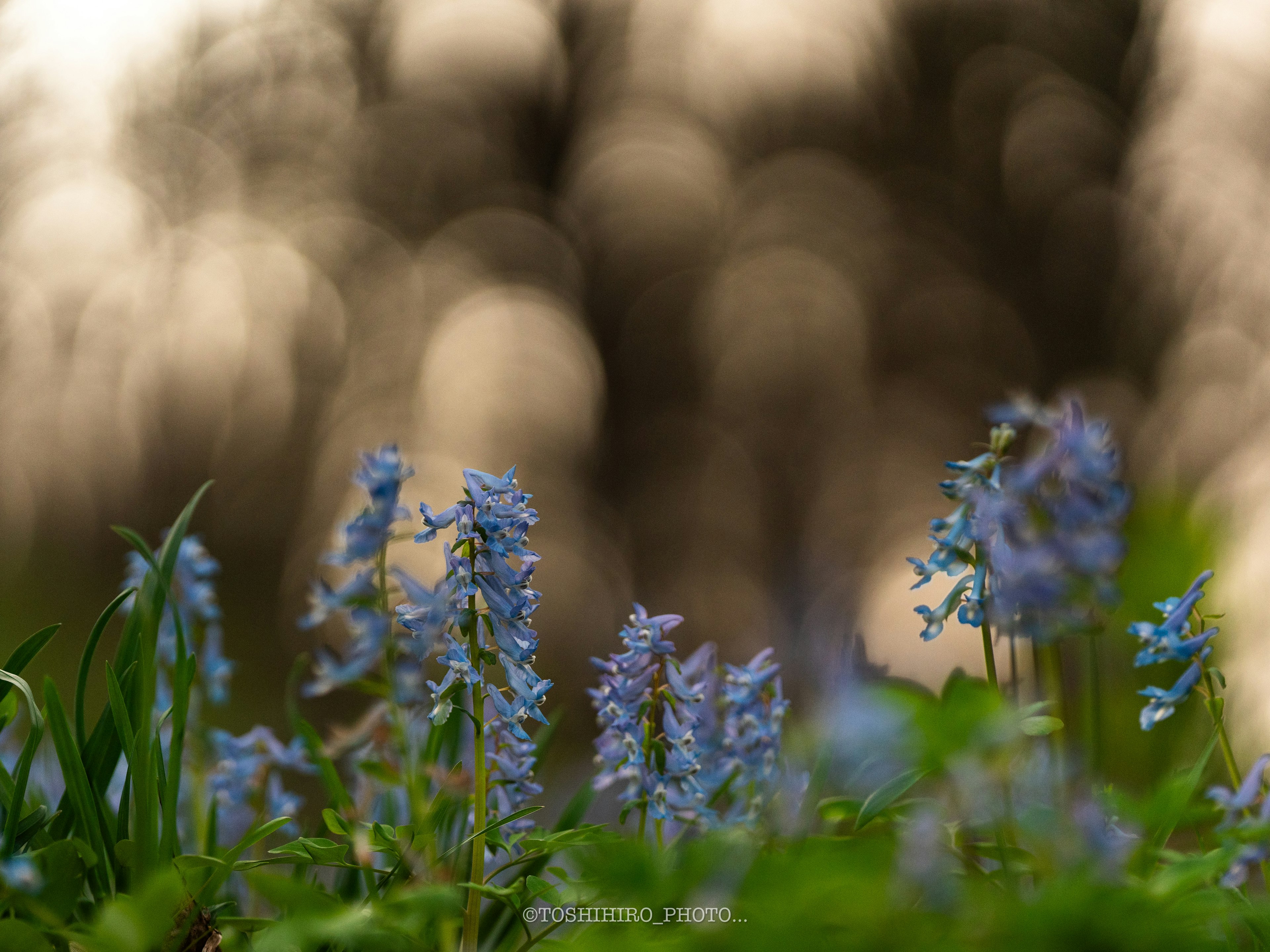 Premier plan de fleurs bleues dans un champ herbeux avec un arrière-plan flou