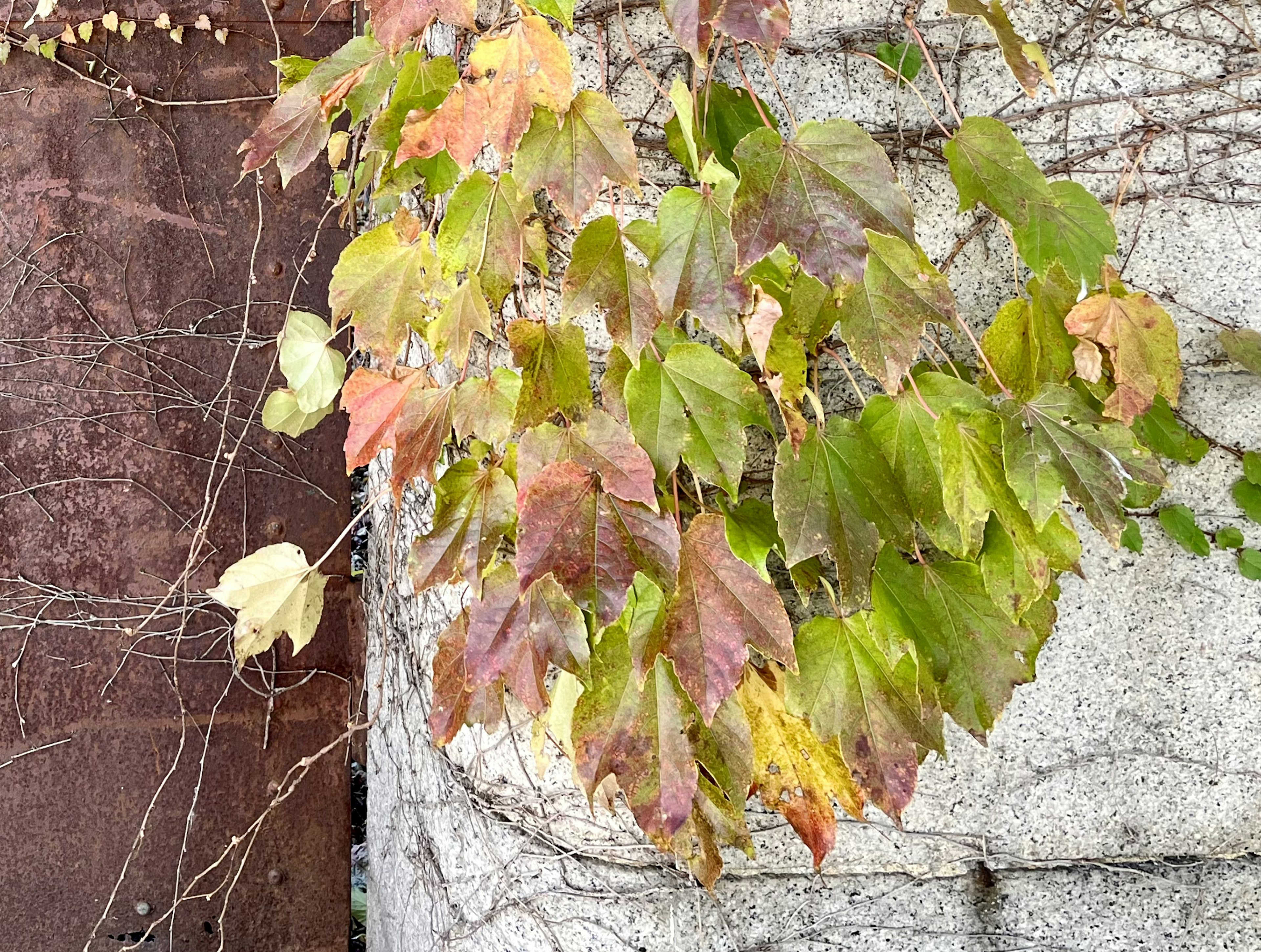 Image de vignes grimpantes avec des feuilles vertes et rouges