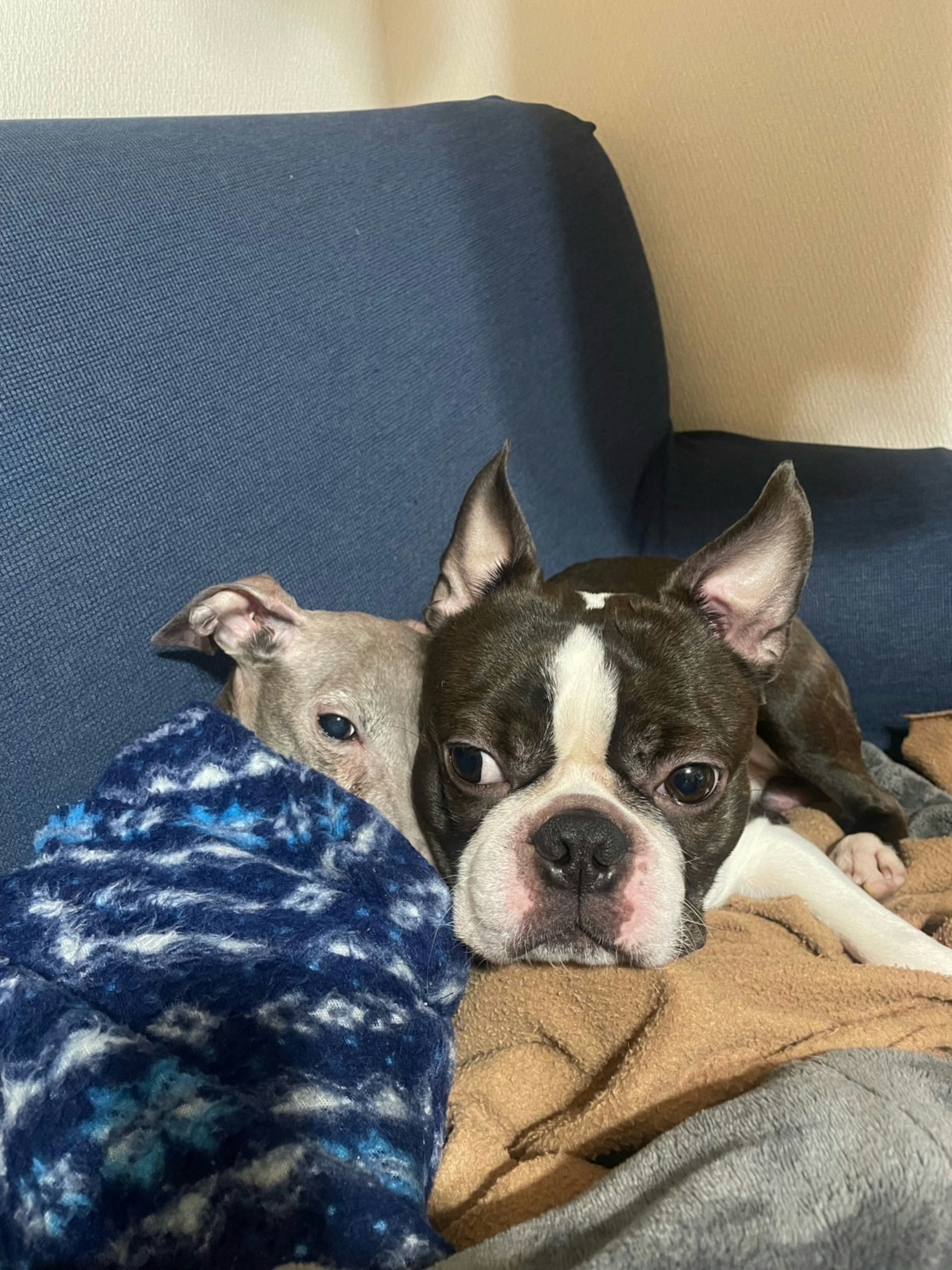 Boston Terrier and Italian Greyhound relaxing on a couch