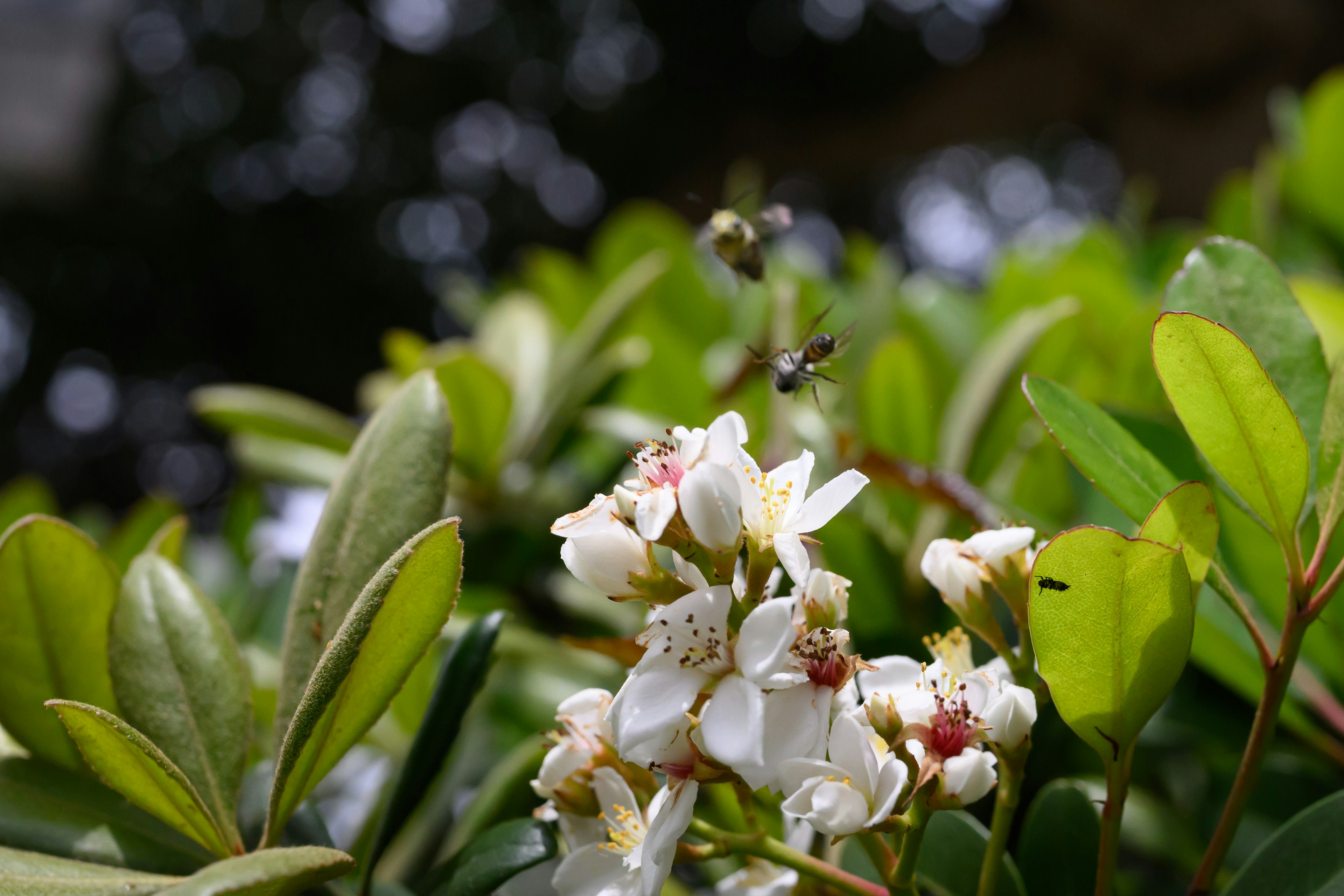 Gros plan d'une plante avec des fleurs blanches et des feuilles vertes