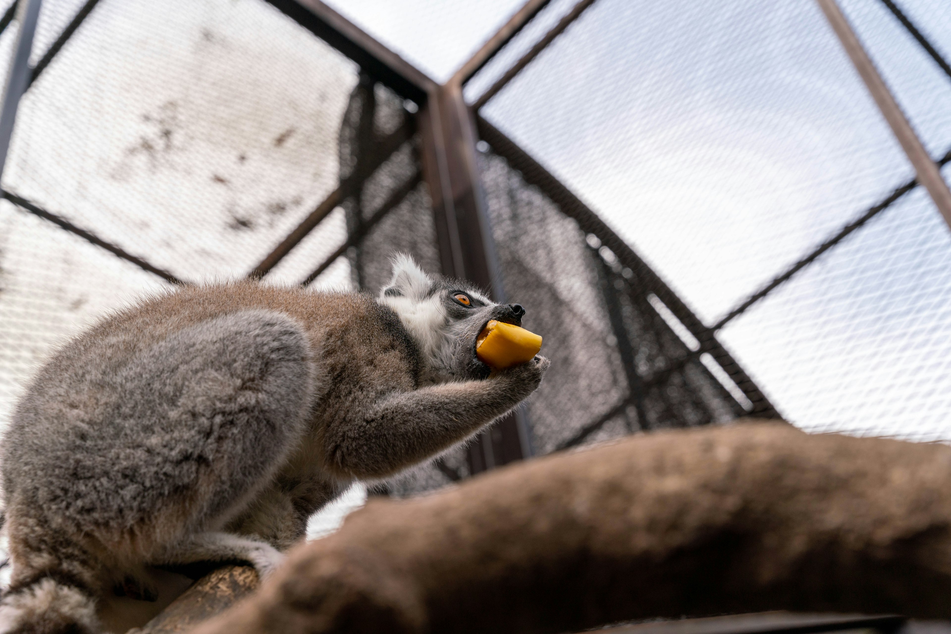 A koala holding an orange food item