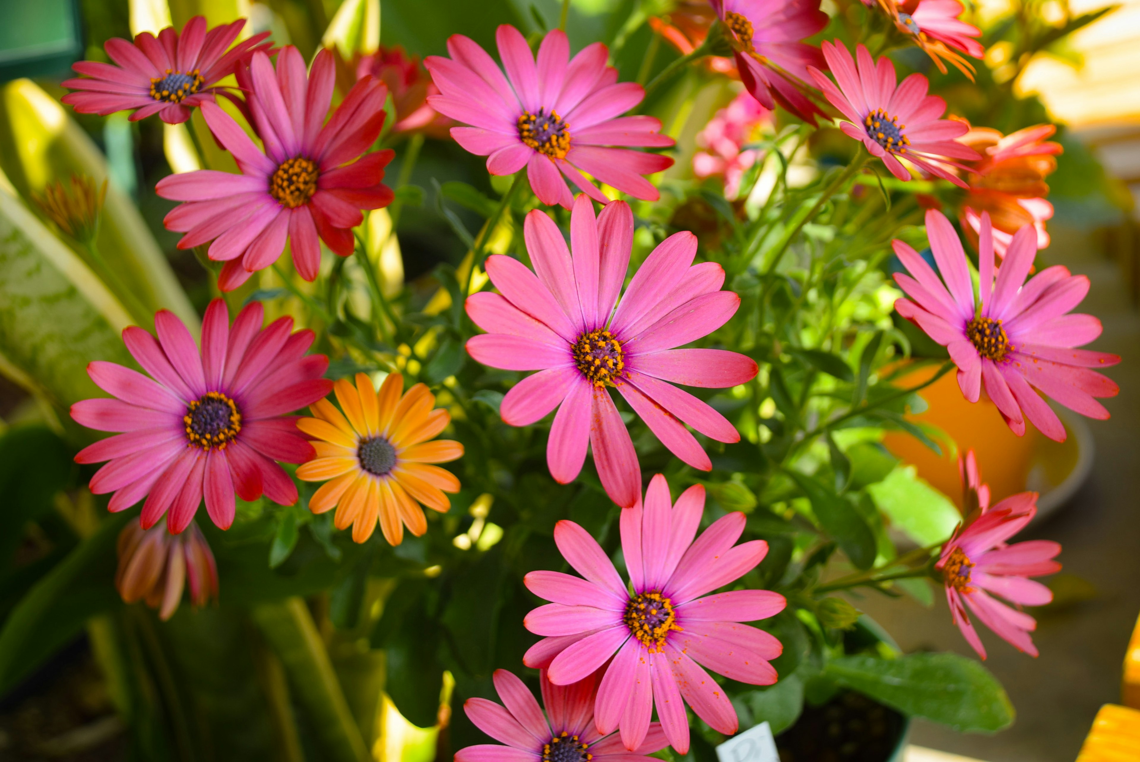 Acercamiento de flores rosas vibrantes en una planta en maceta