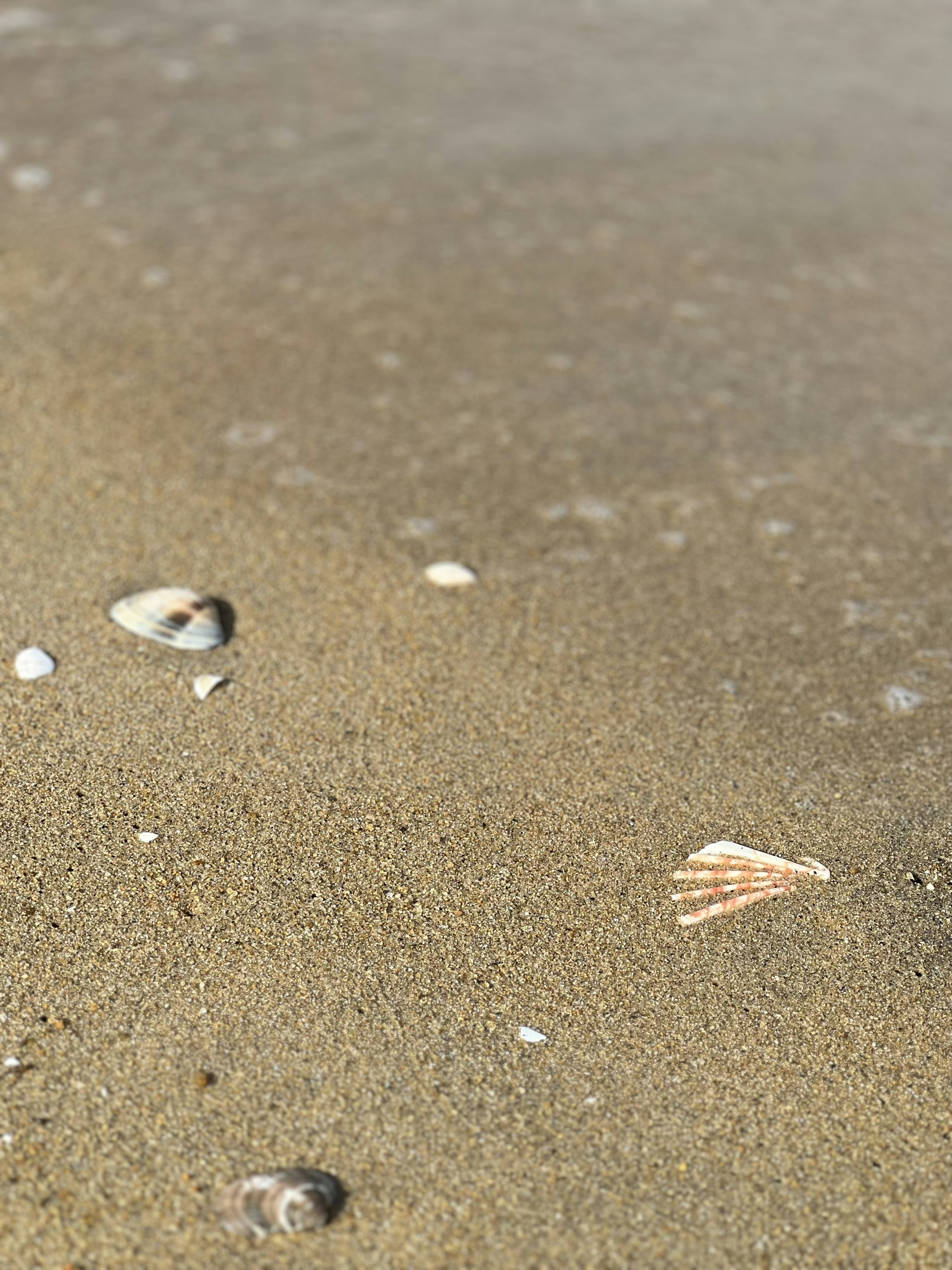 Close-up cangkang di pantai berpasir