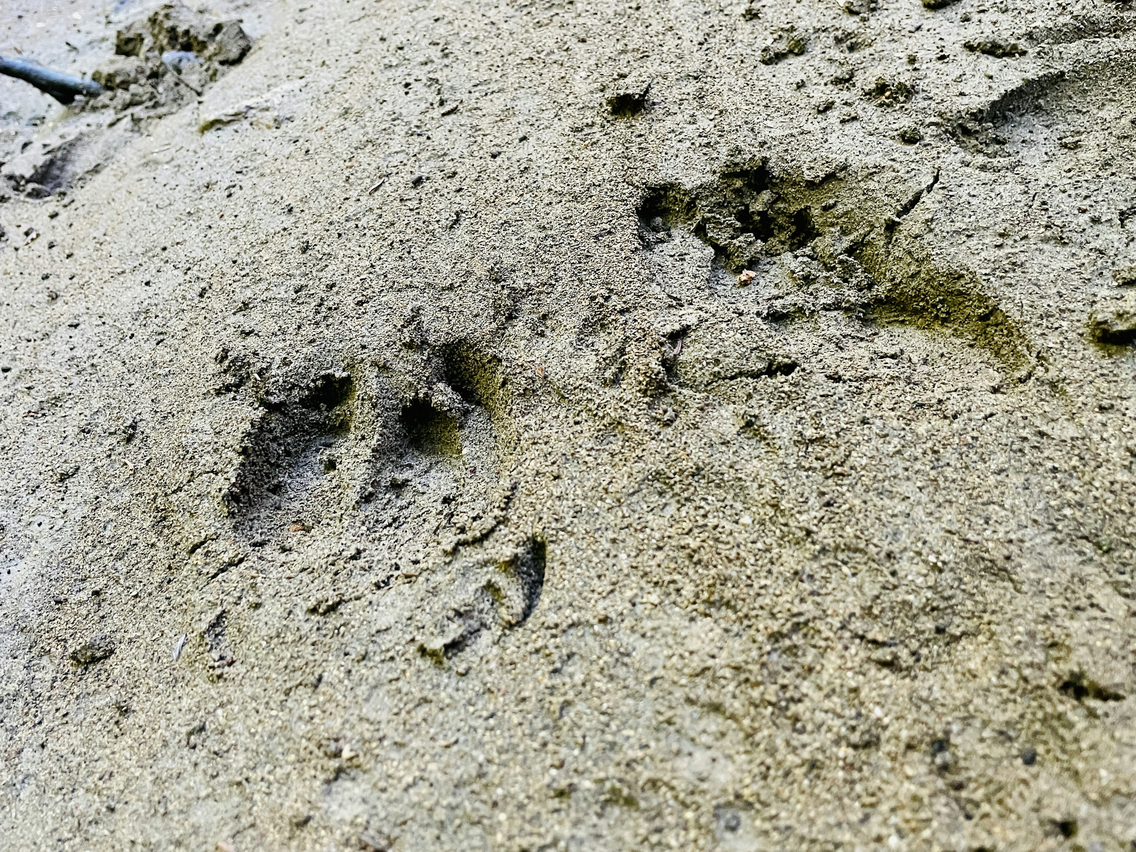 Animal footprints and marks left in sandy ground