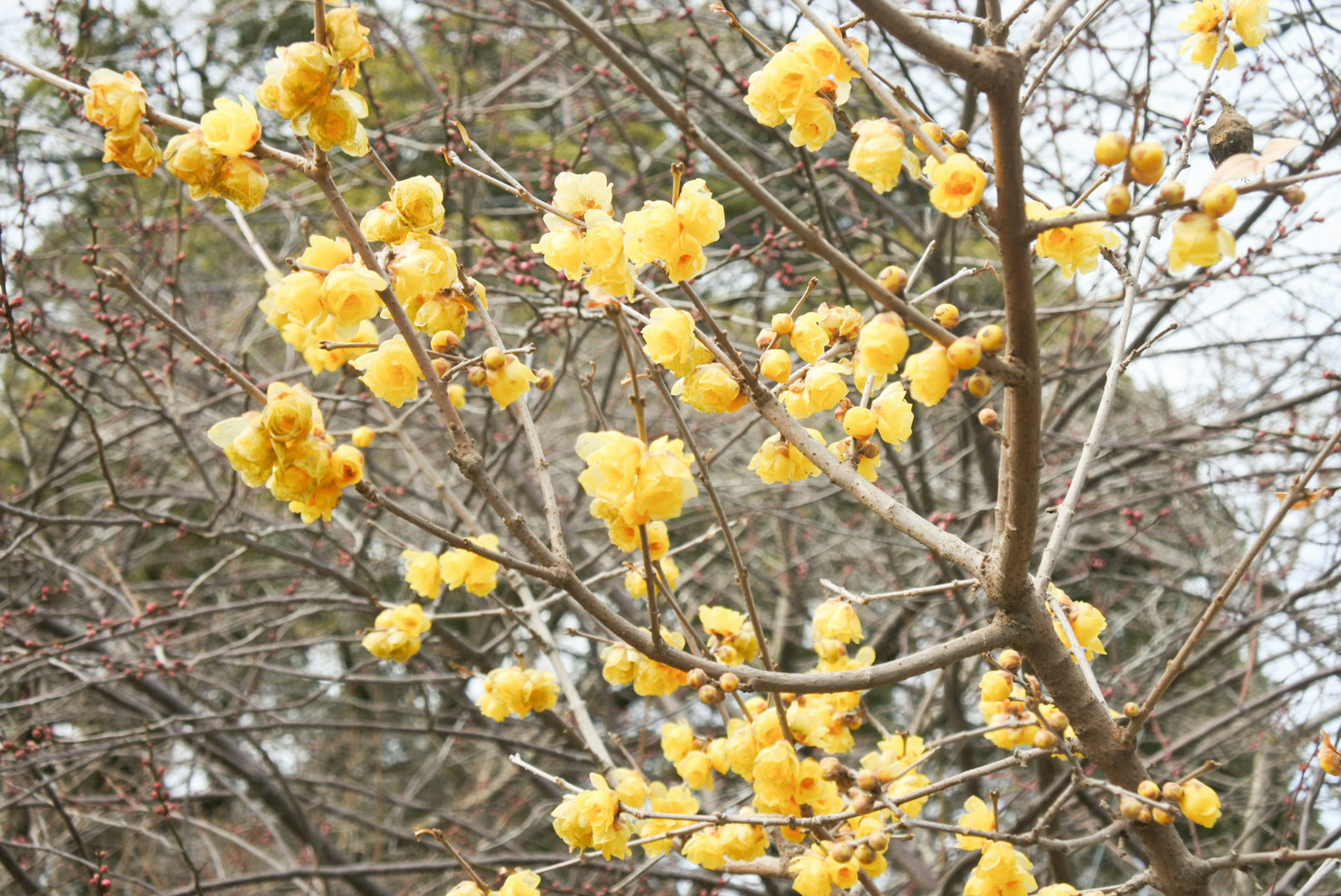 Close-up of branches with blooming yellow flowers