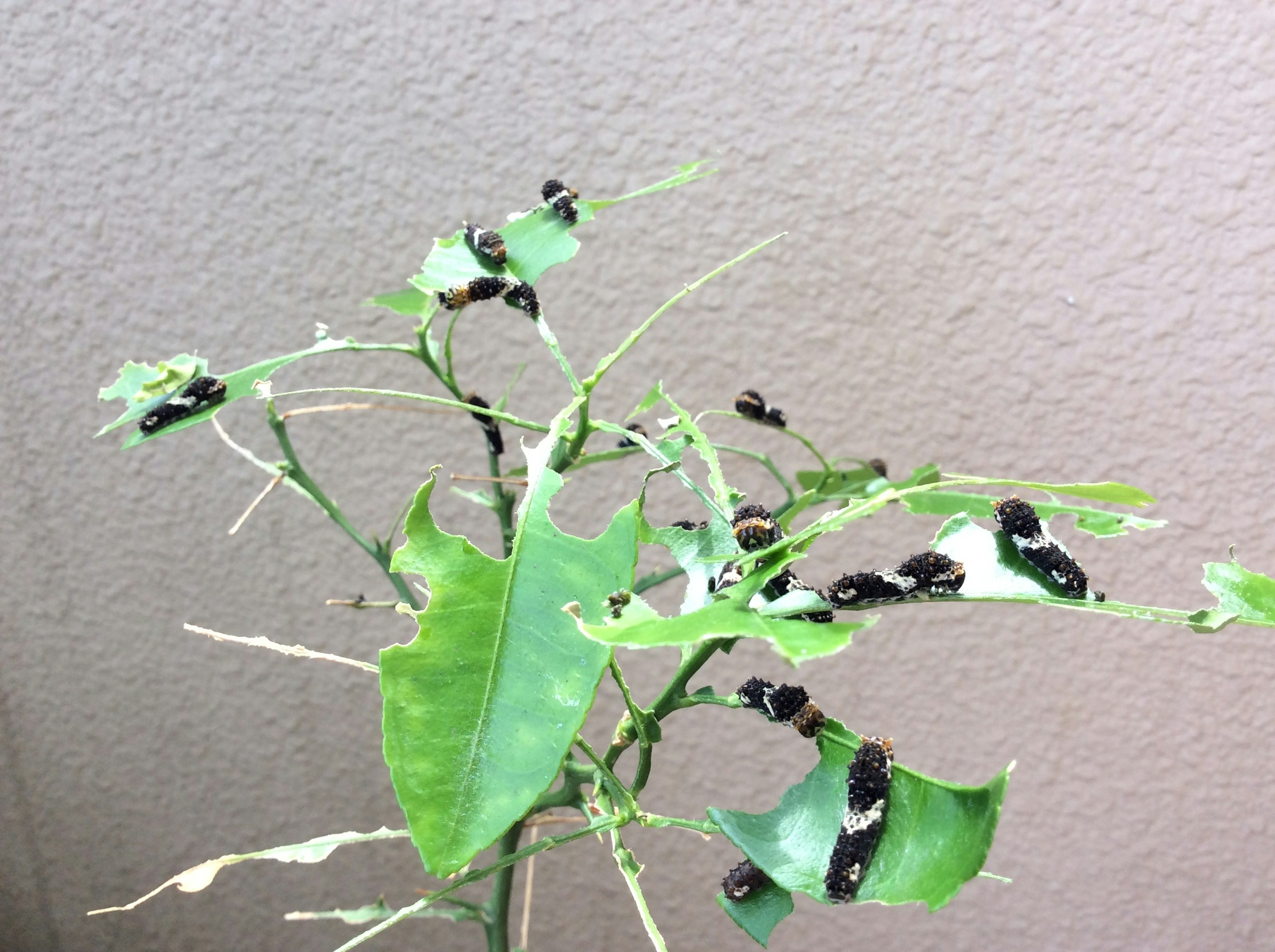 Planta con orugas negras en sus hojas