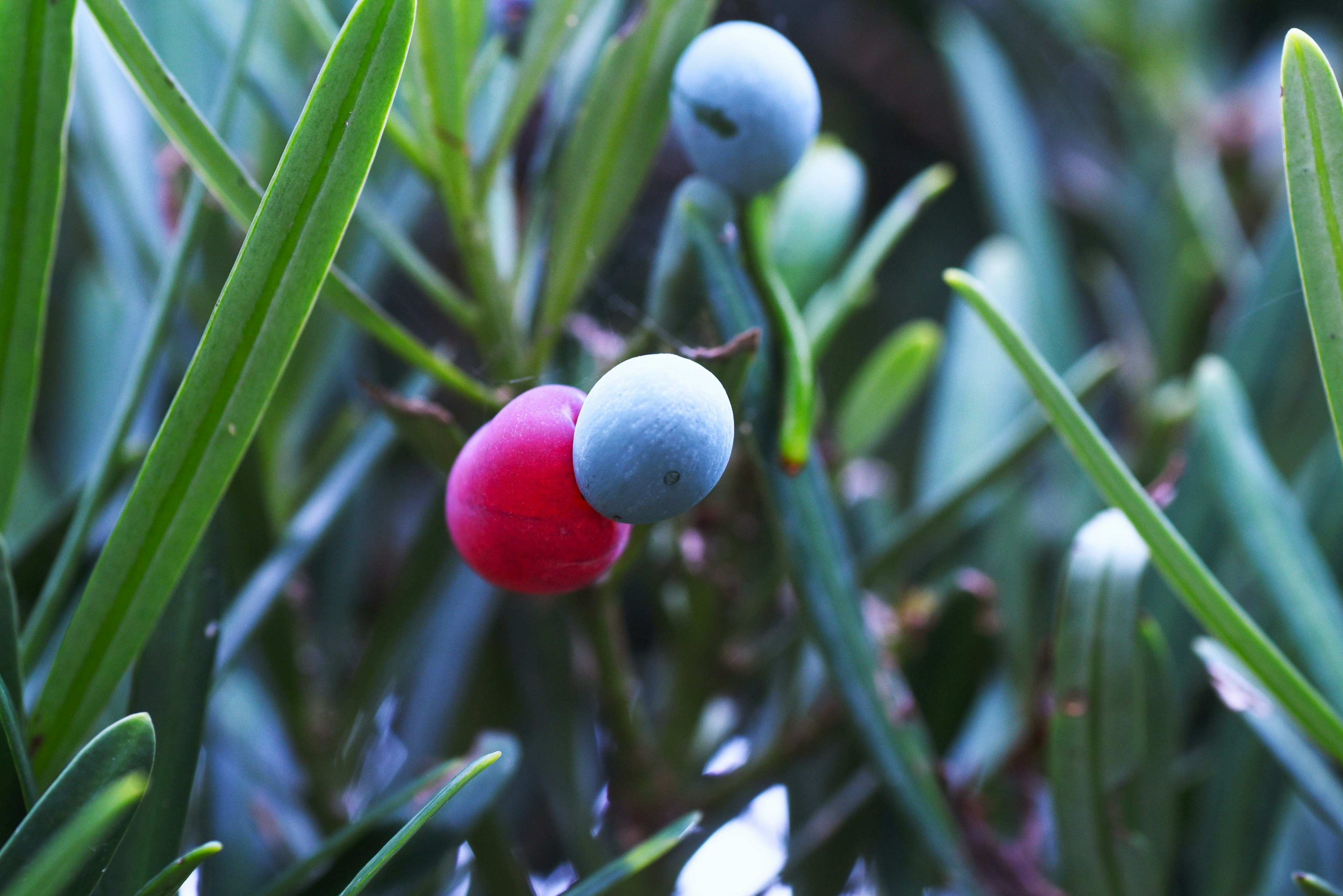 Buah merah dan biru dikelilingi oleh daun hijau