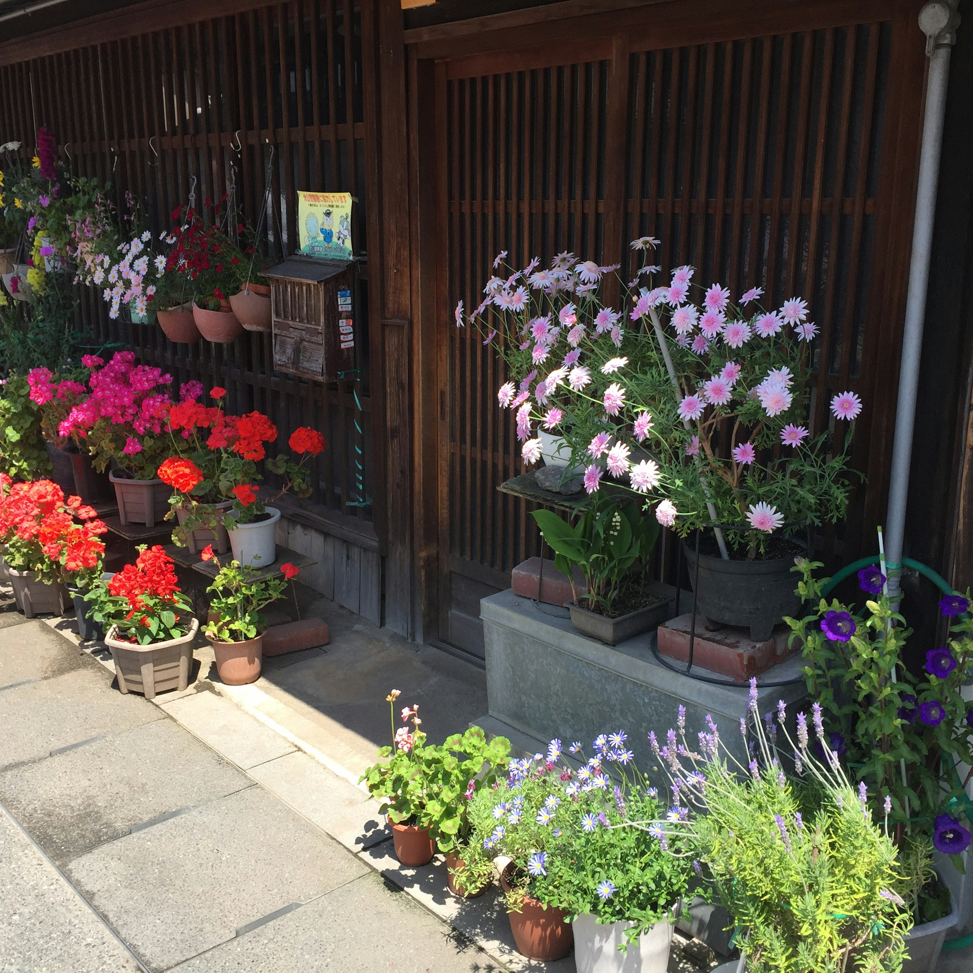 Bunte Blumen in Töpfen vor einem Laden