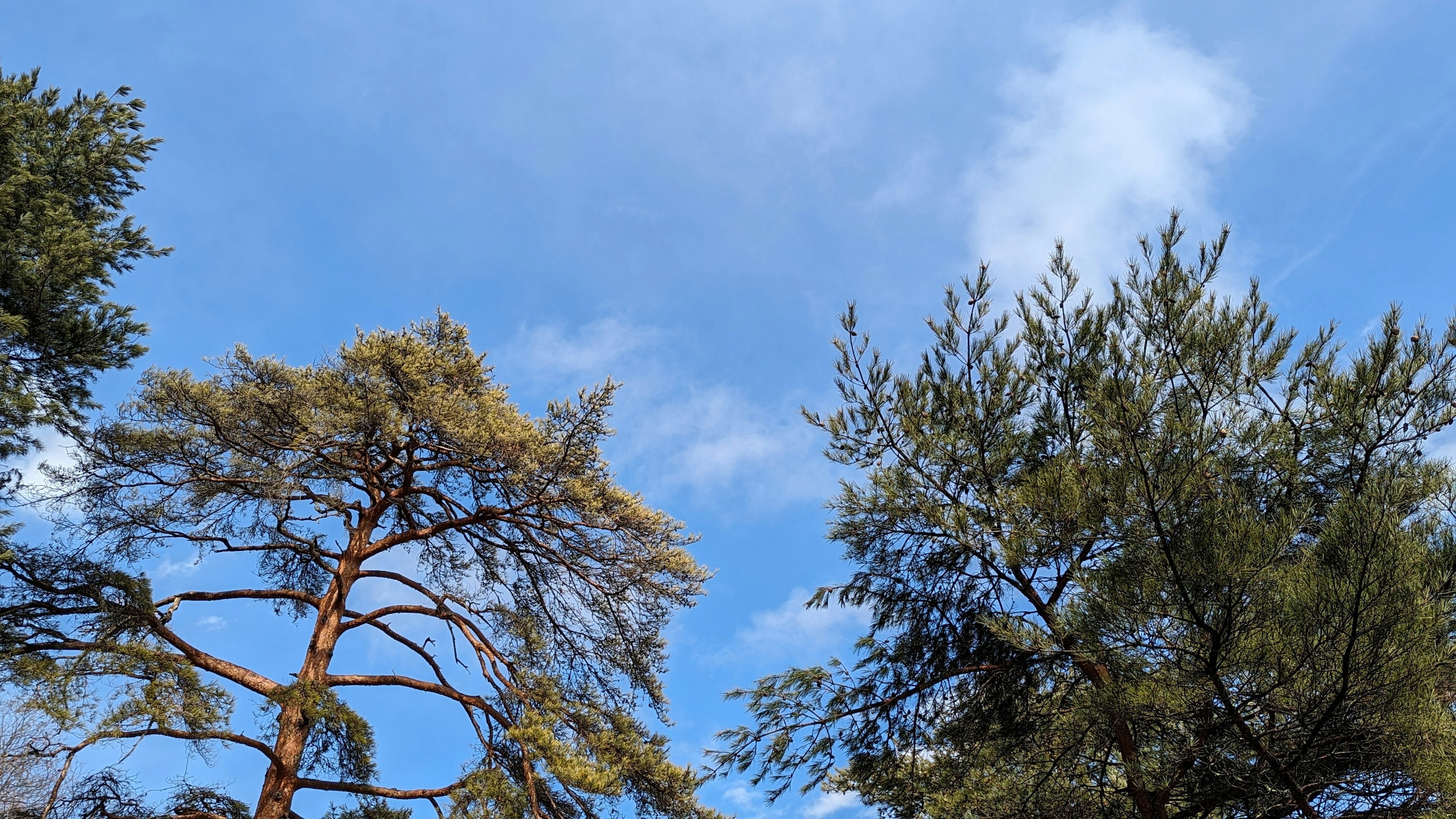 Vue pittoresque du ciel bleu avec des arbres baignés de soleil