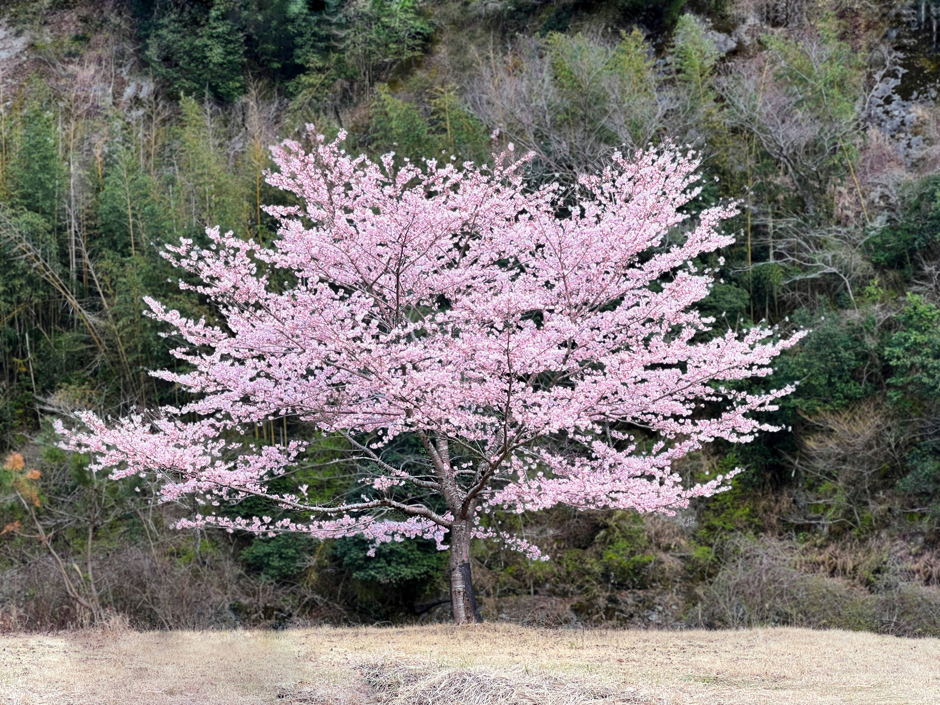 Ein schöner Kirschbaum in voller Blüte mit rosa Blüten