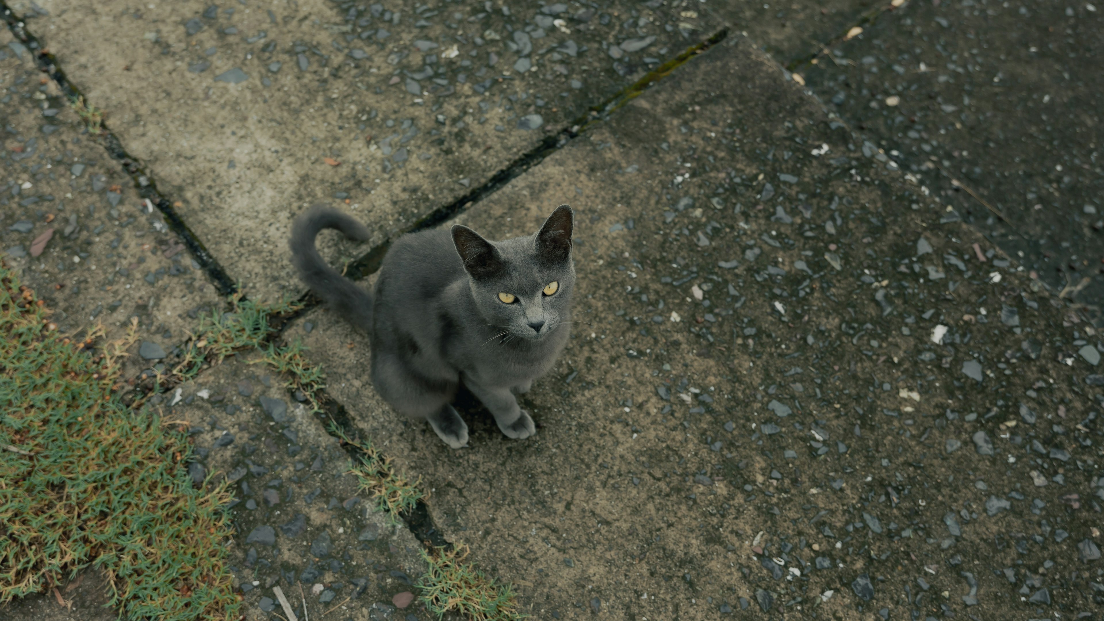 Un chaton gris assis sur une surface pavée