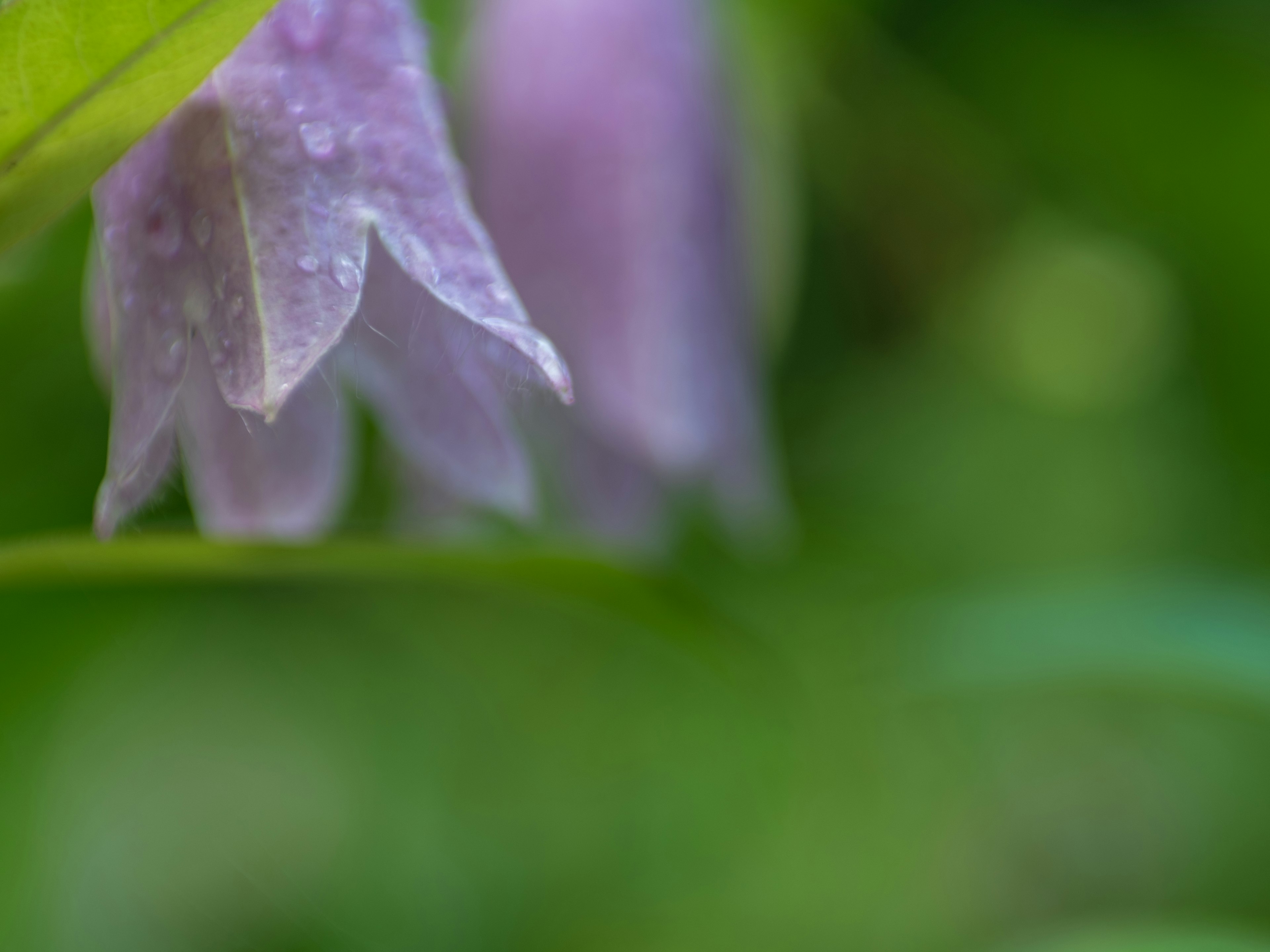 Primo piano di petali di fiore viola su uno sfondo verde