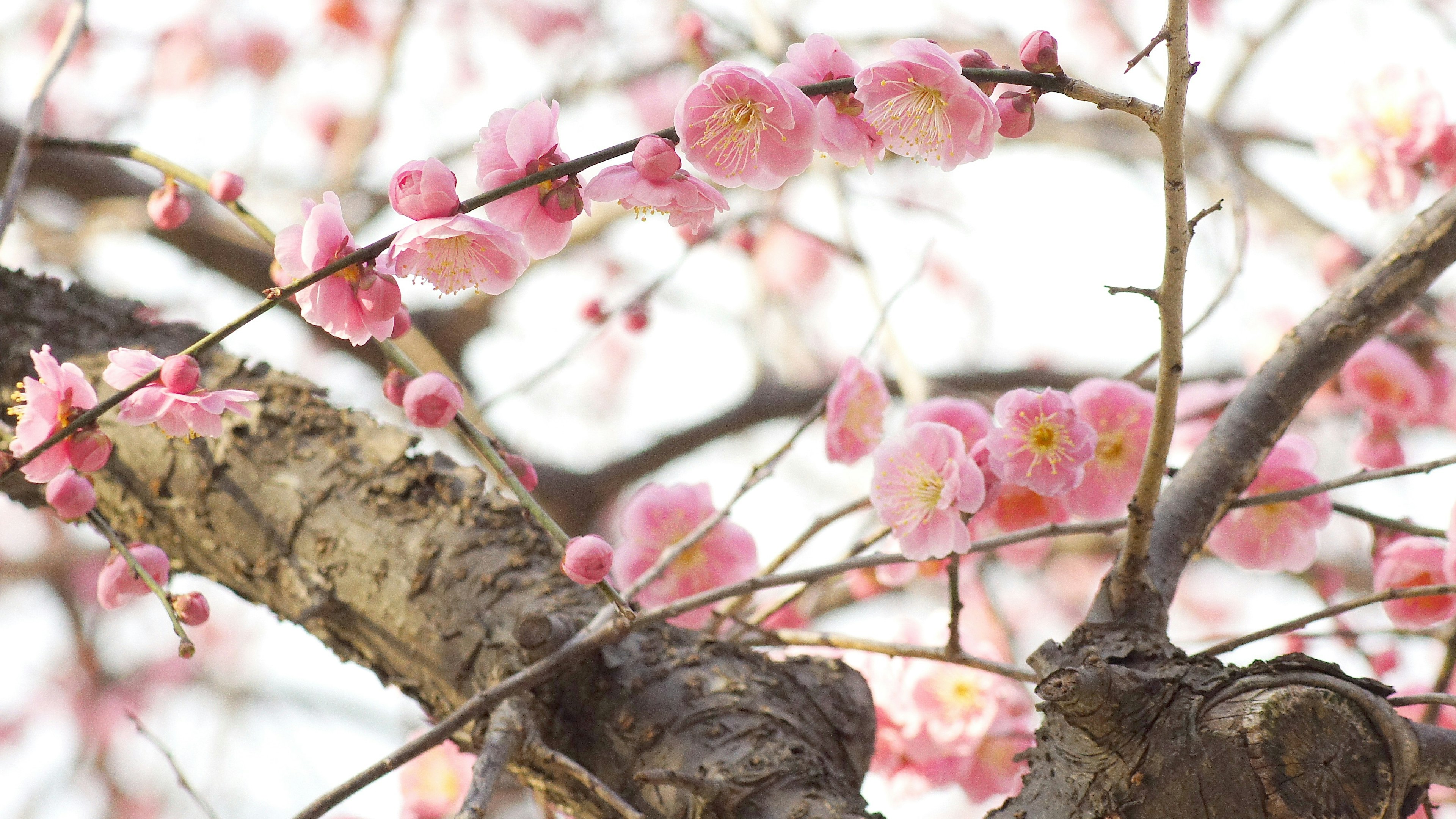 桜の花が咲く木の枝のクローズアップ