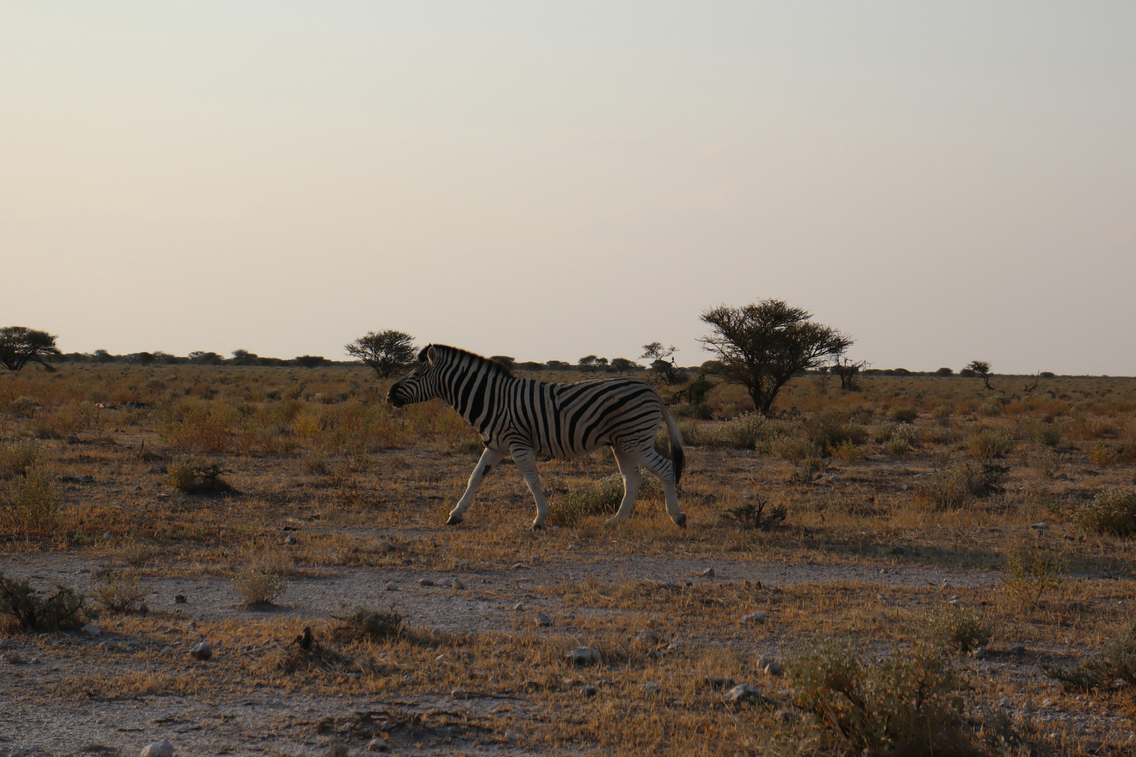 Una zebra che cammina nella savana