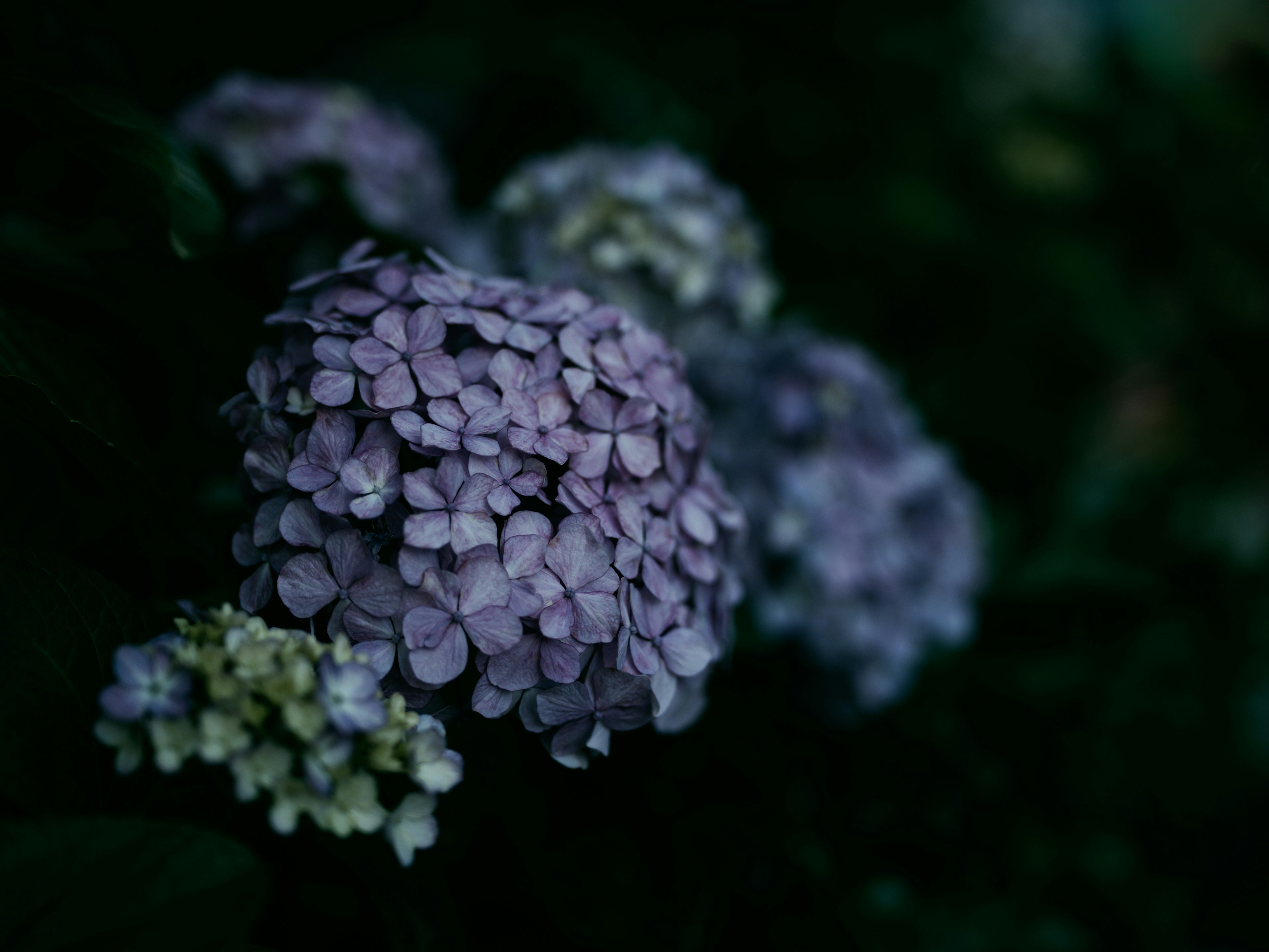 Cluster of purple hydrangea flowers against a dark background