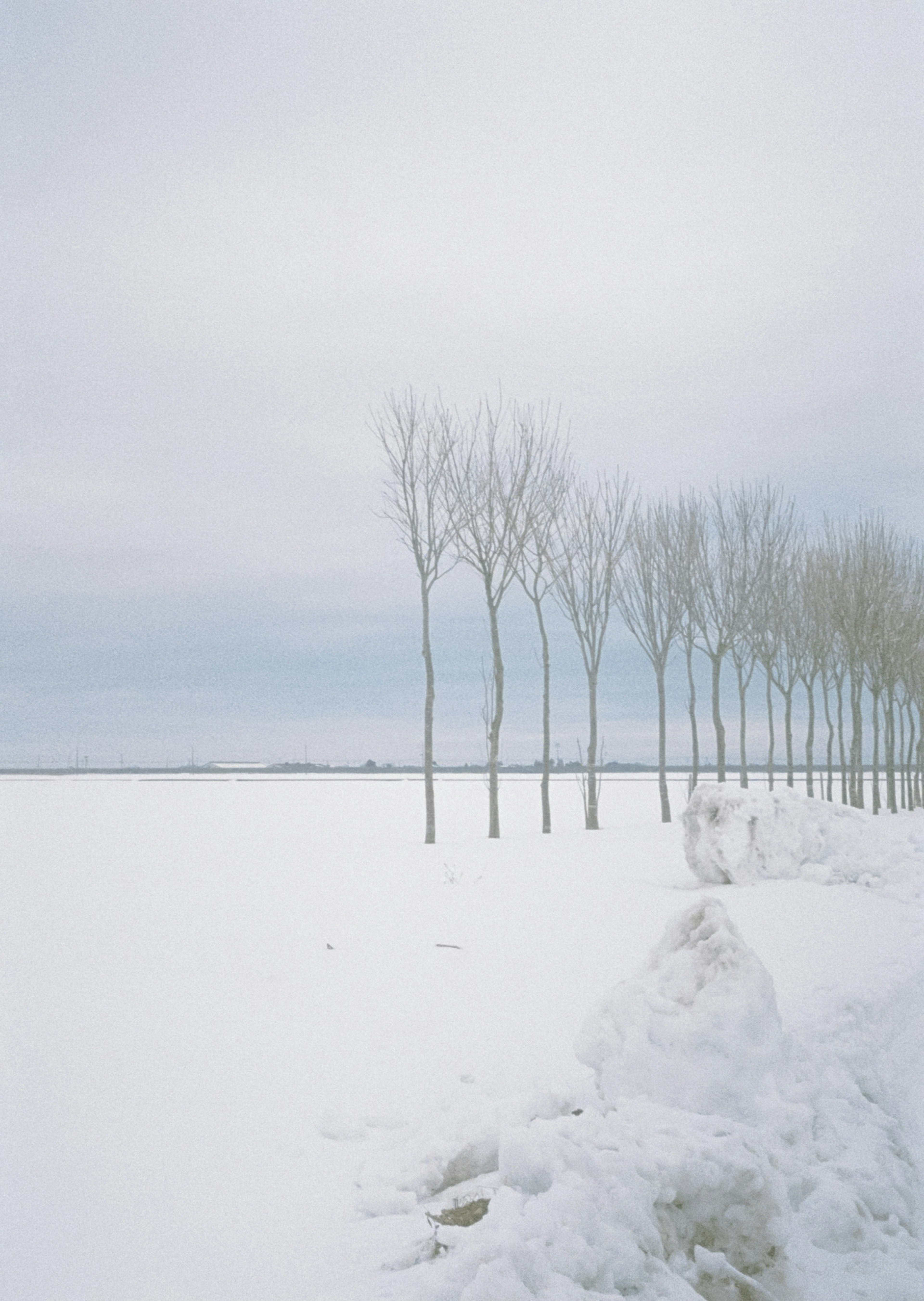 Fila di alberi slanciati in un paesaggio innevato