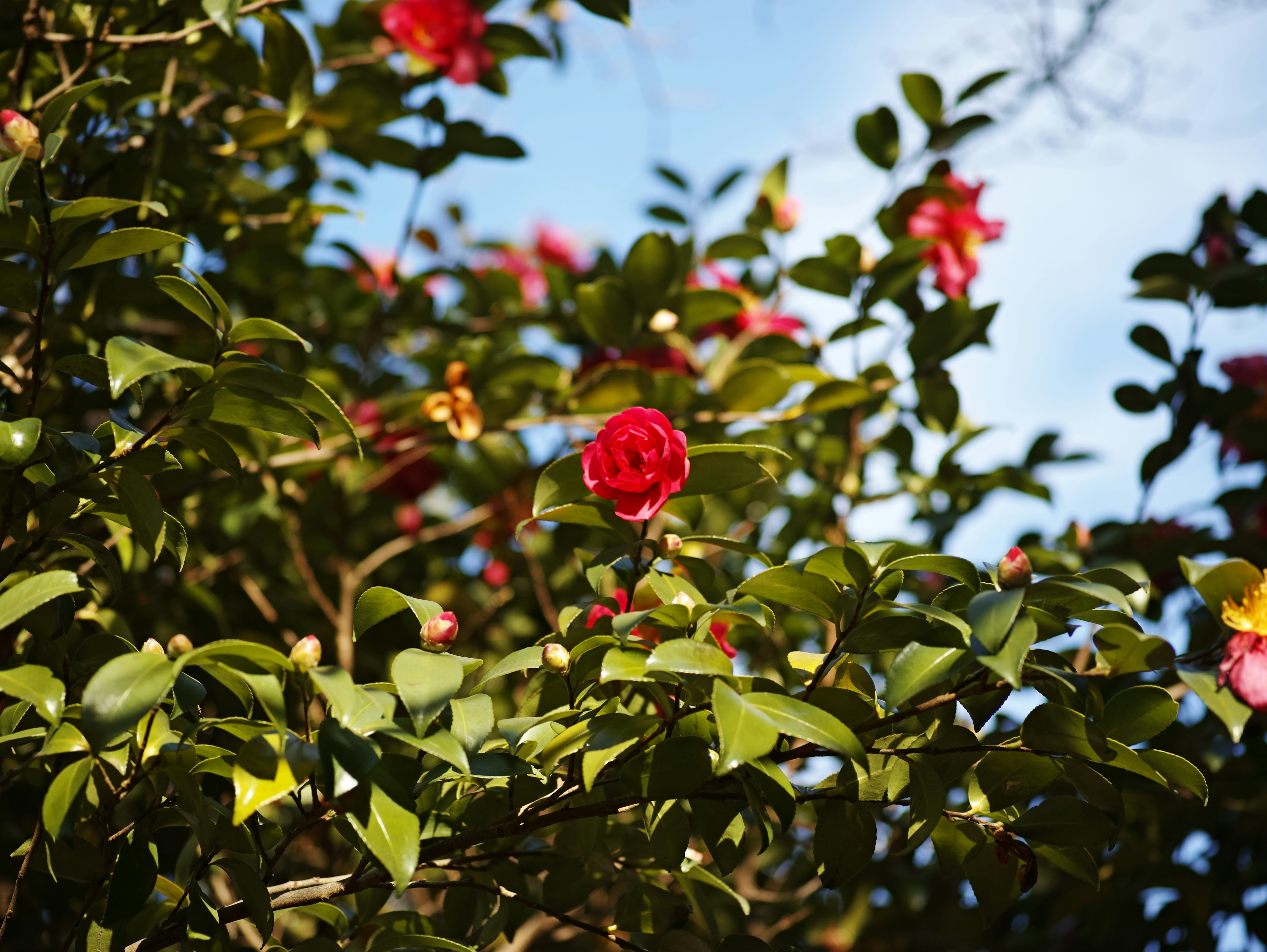 Cespuglio di camelia con fiori rossi e foglie verdi