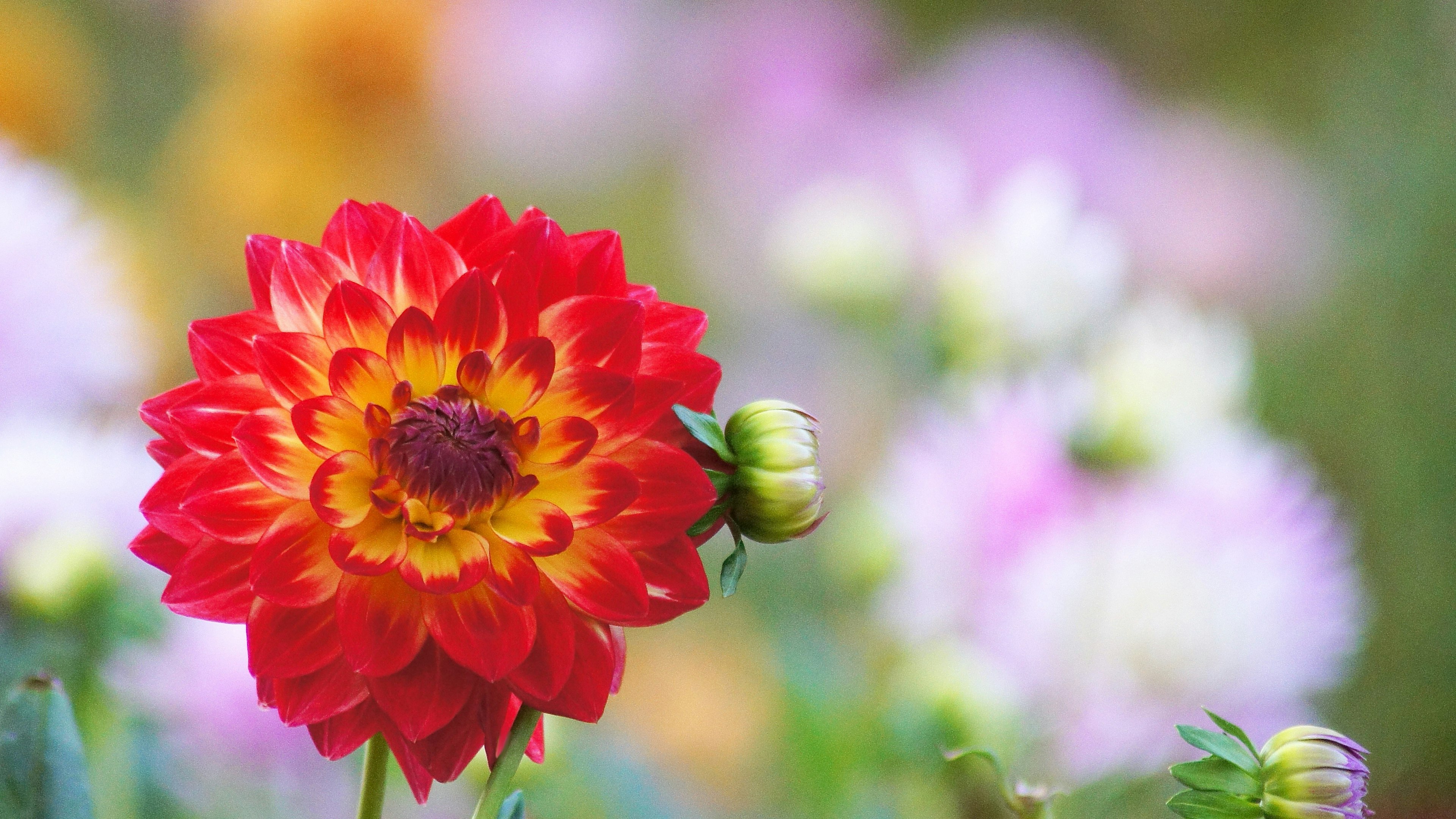 Sebuah bunga dahlia besar merah dan kuning mekar dikelilingi oleh bunga berwarna lembut