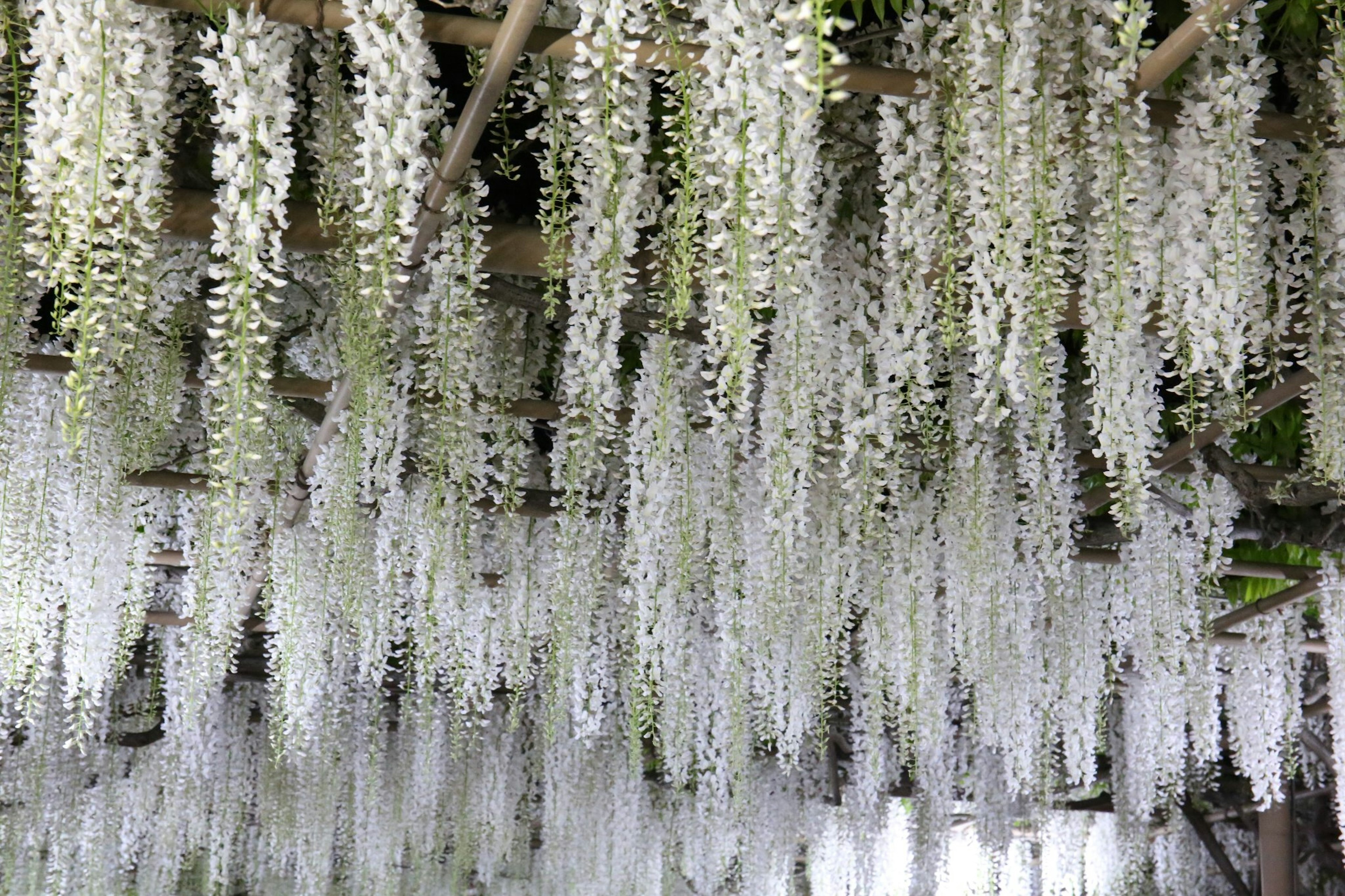 ทิวทัศน์สวยงามของดอกวิสทีเรียสีขาวที่แขวนอยู่