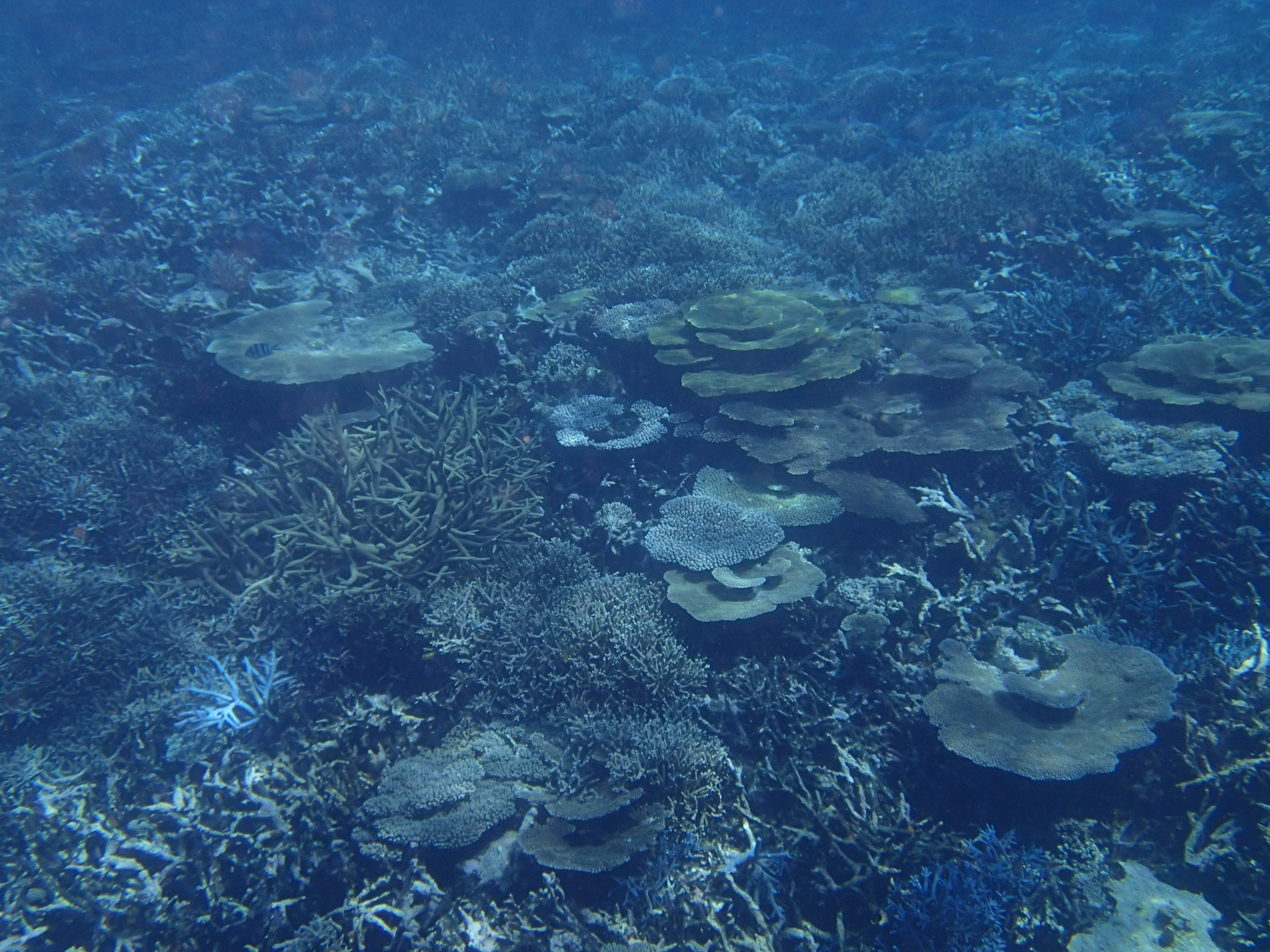 青い海の中に広がるサンゴ礁の風景でさまざまな形のサンゴが見える