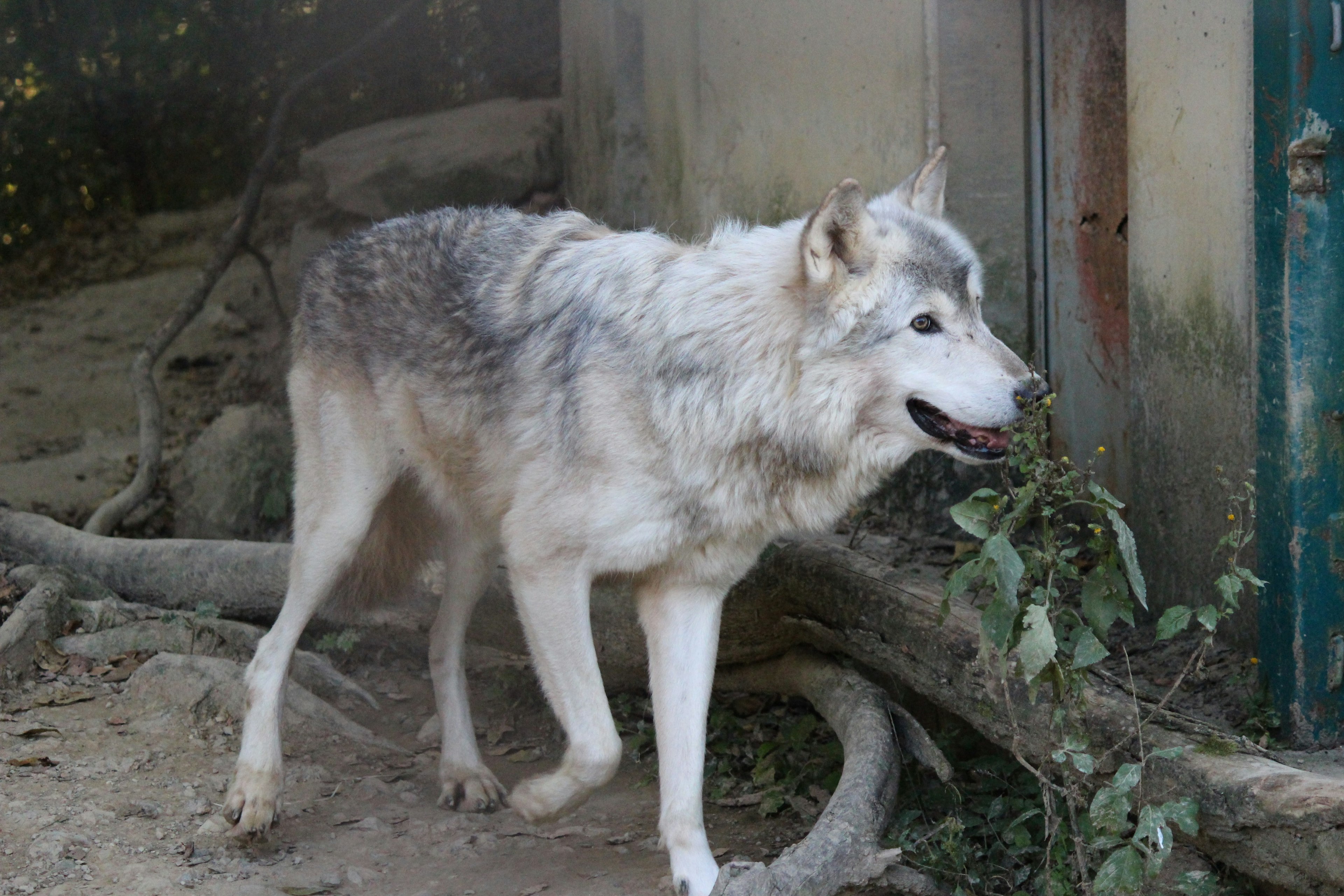 Gray wolf walking near tree roots