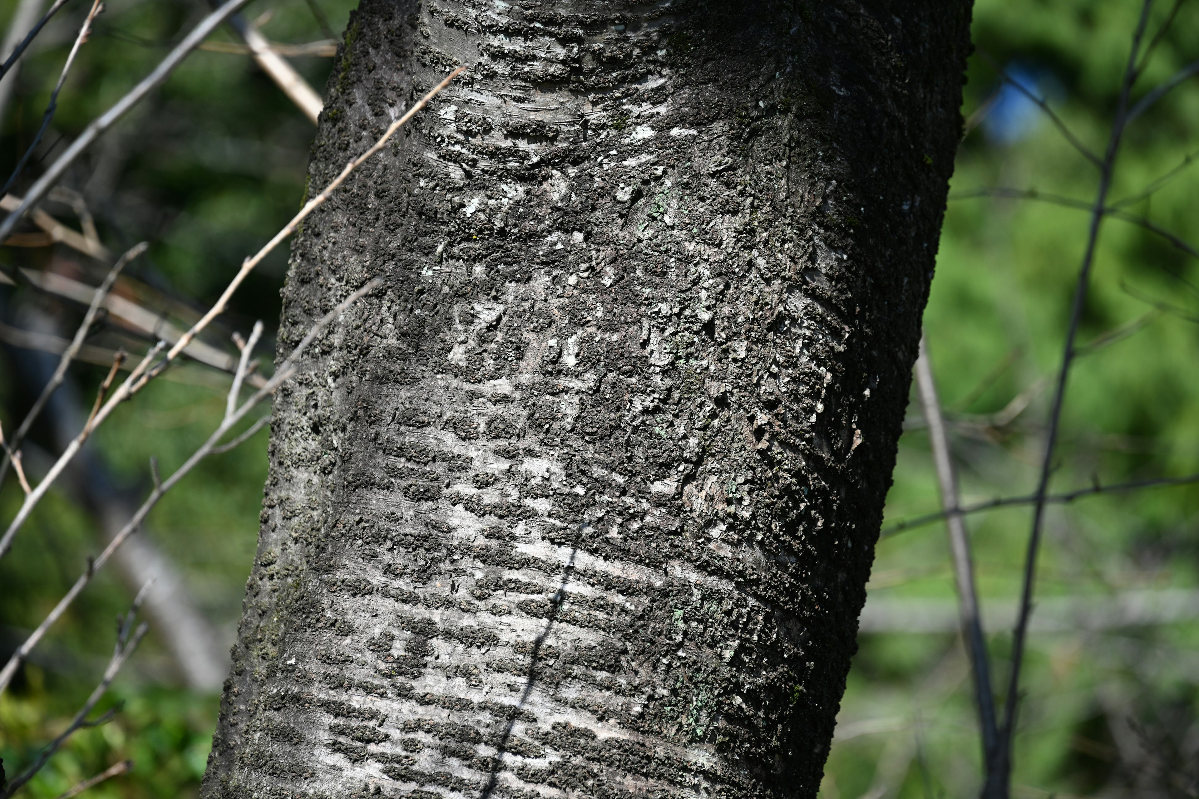 Detailed texture and surface patterns of a tree trunk