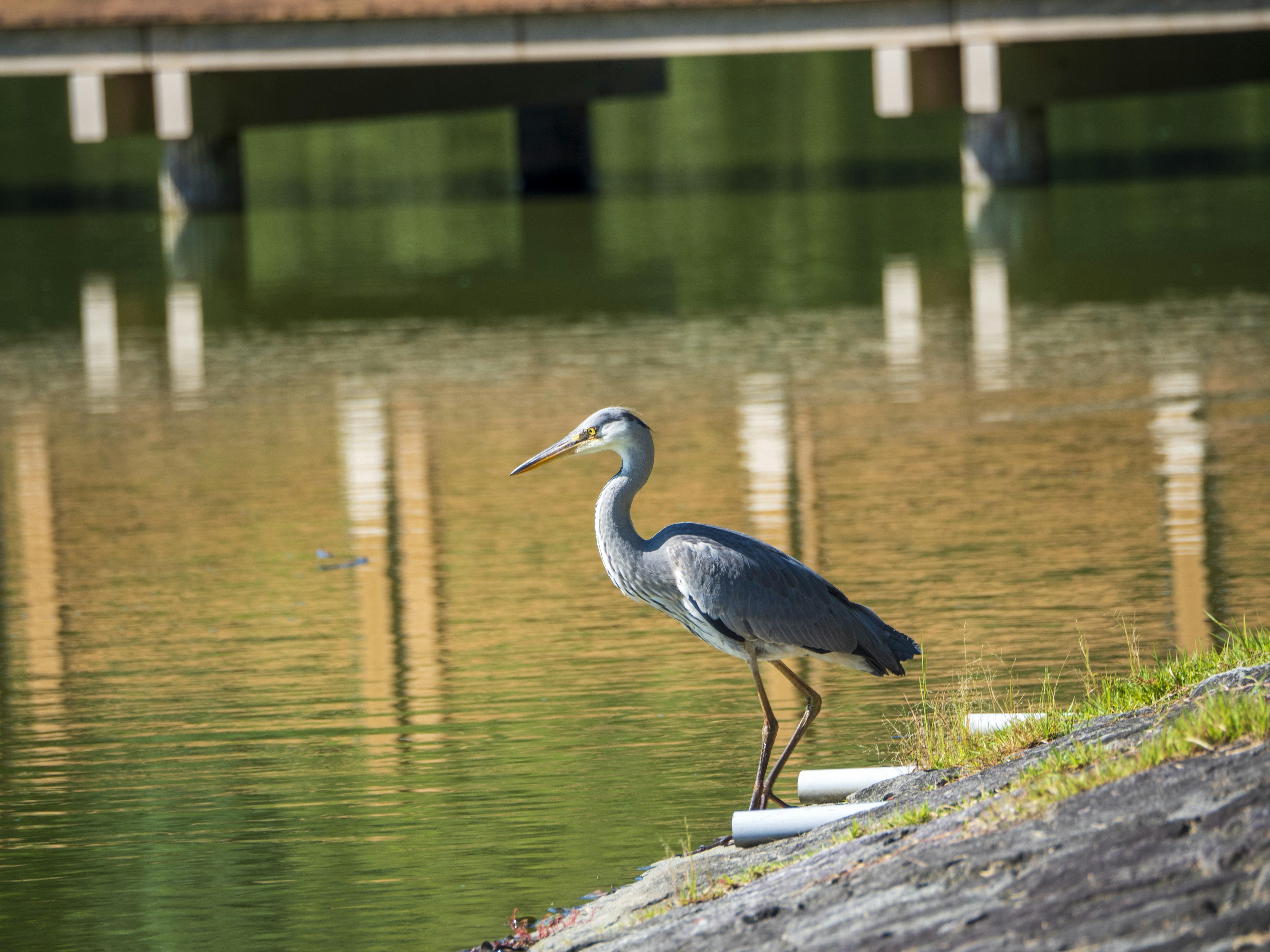 Una garza azul de pie junto al agua con superficie de agua tranquila y un muelle de madera al fondo