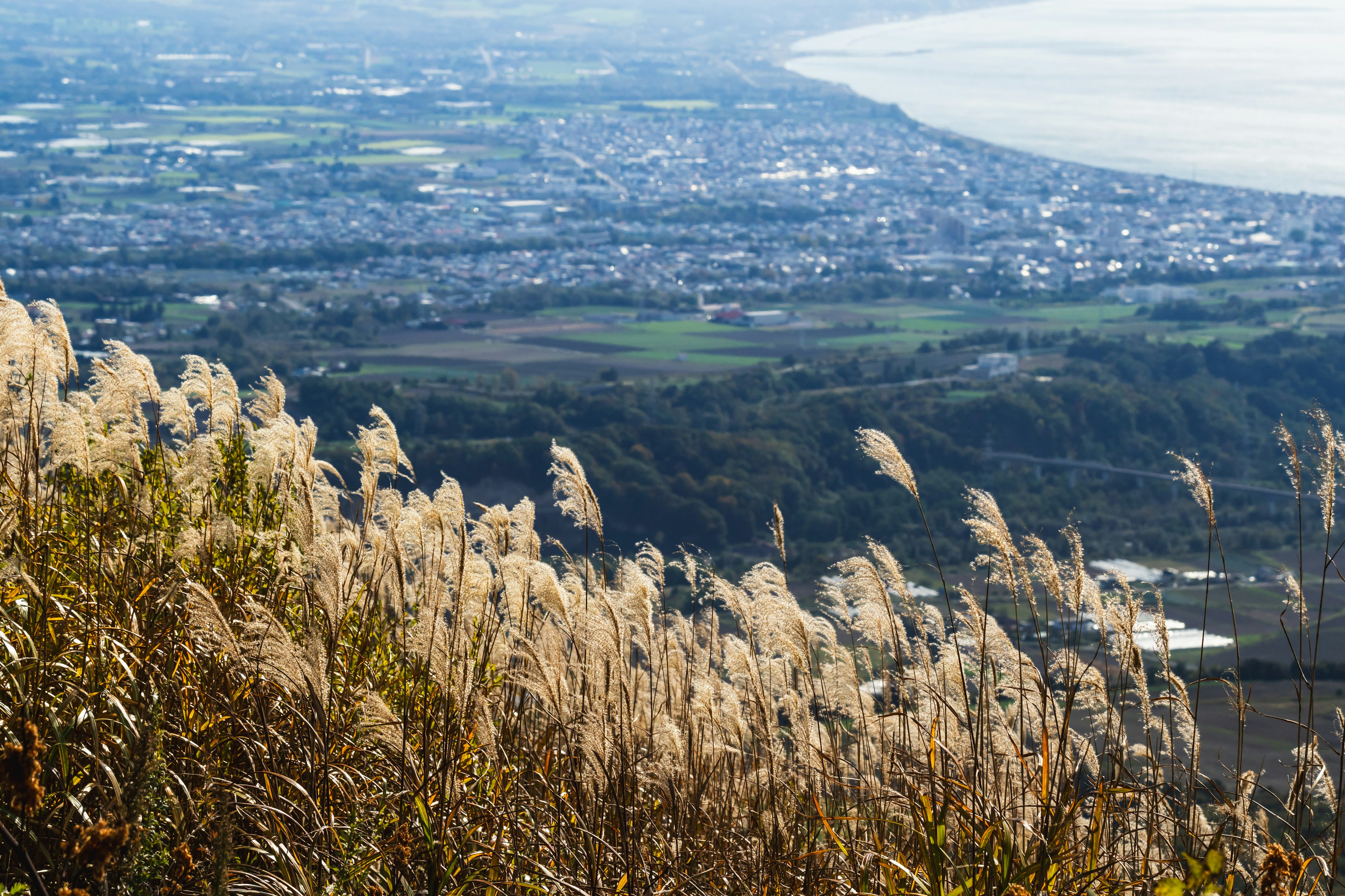 Pampas grass in the foreground with a coastal landscape and city in the background