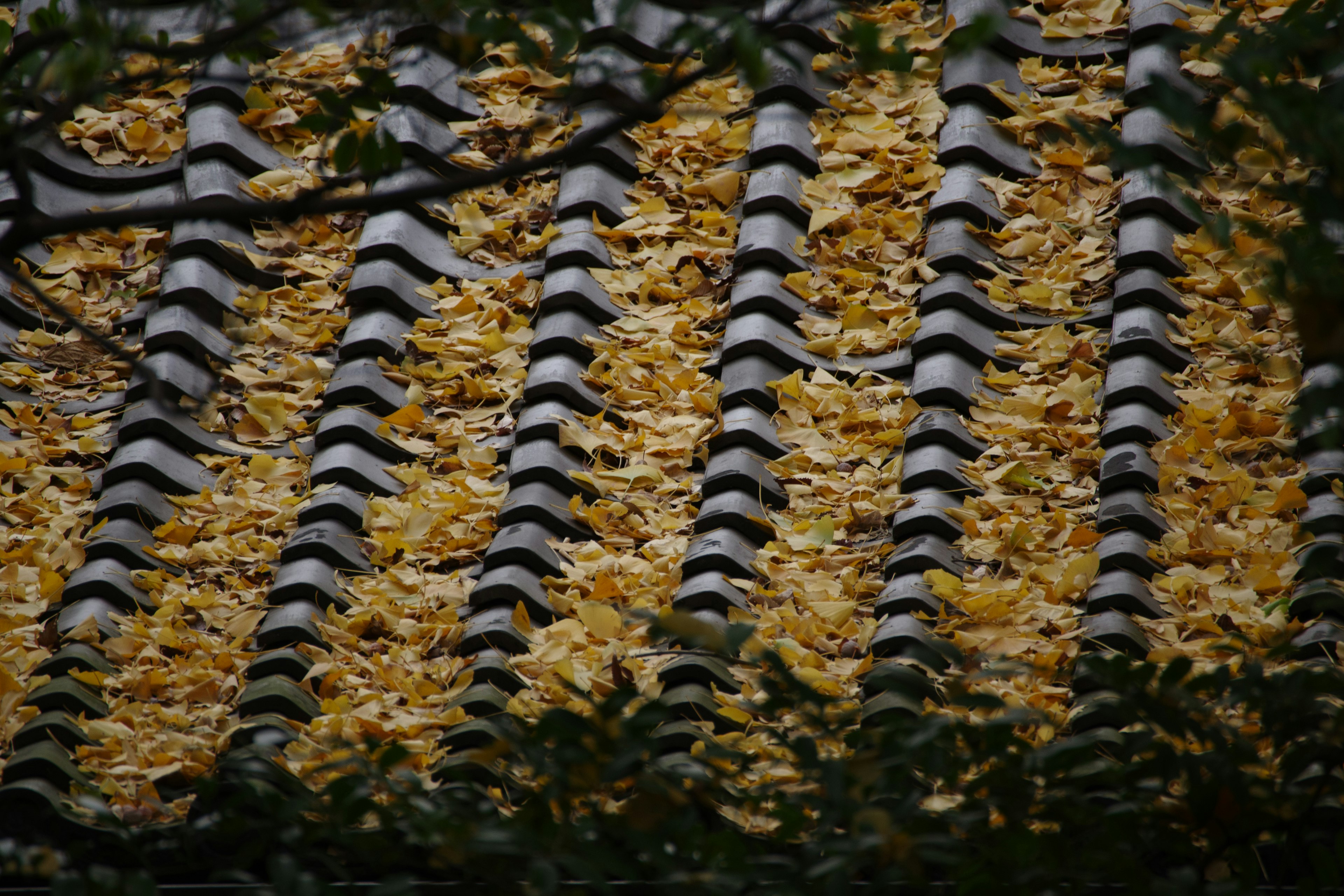 Un toit recouvert de feuilles jaunes créant un motif vibrant