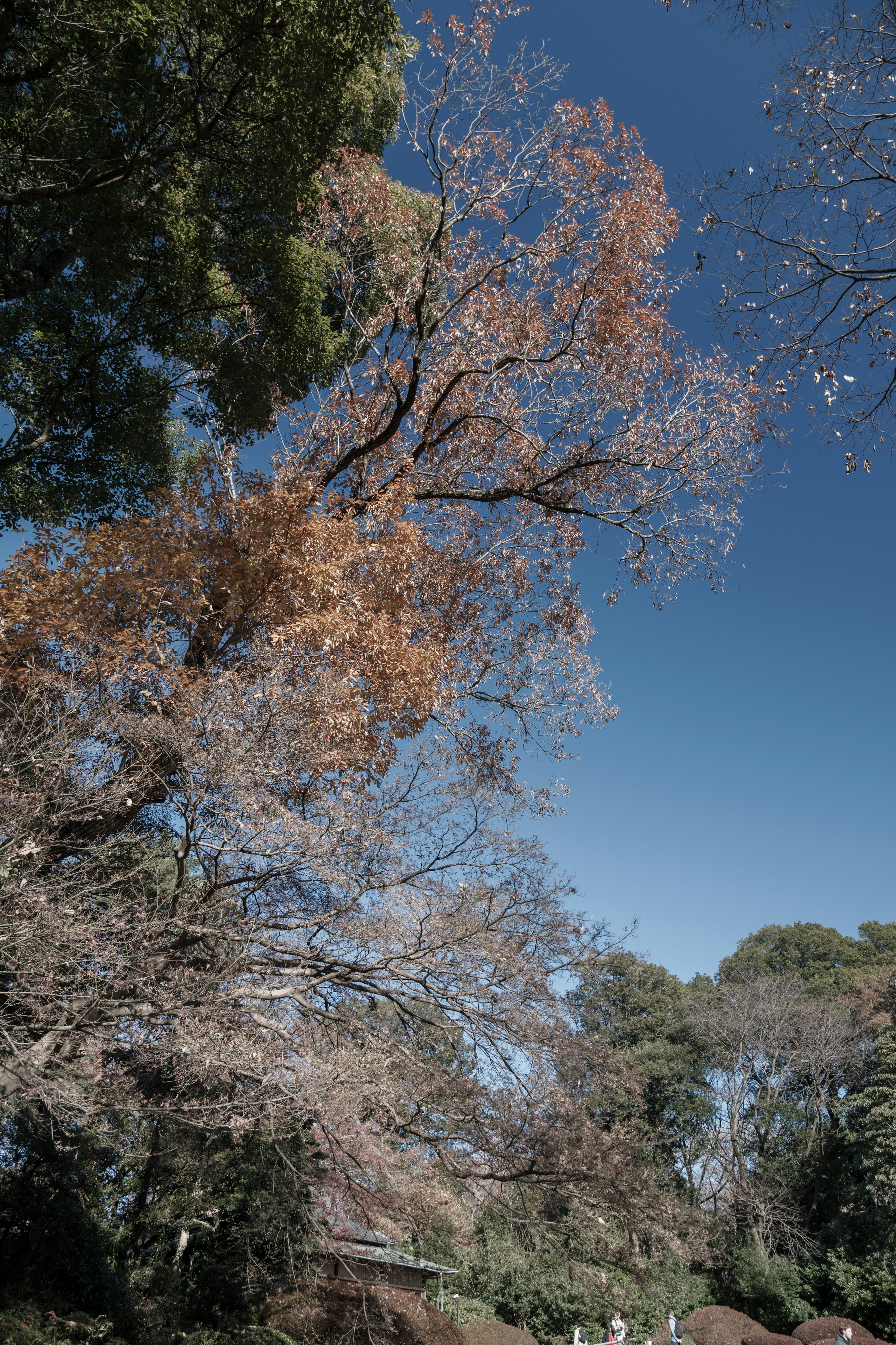 青空の下に立つ秋の木々の枝葉が描かれた風景