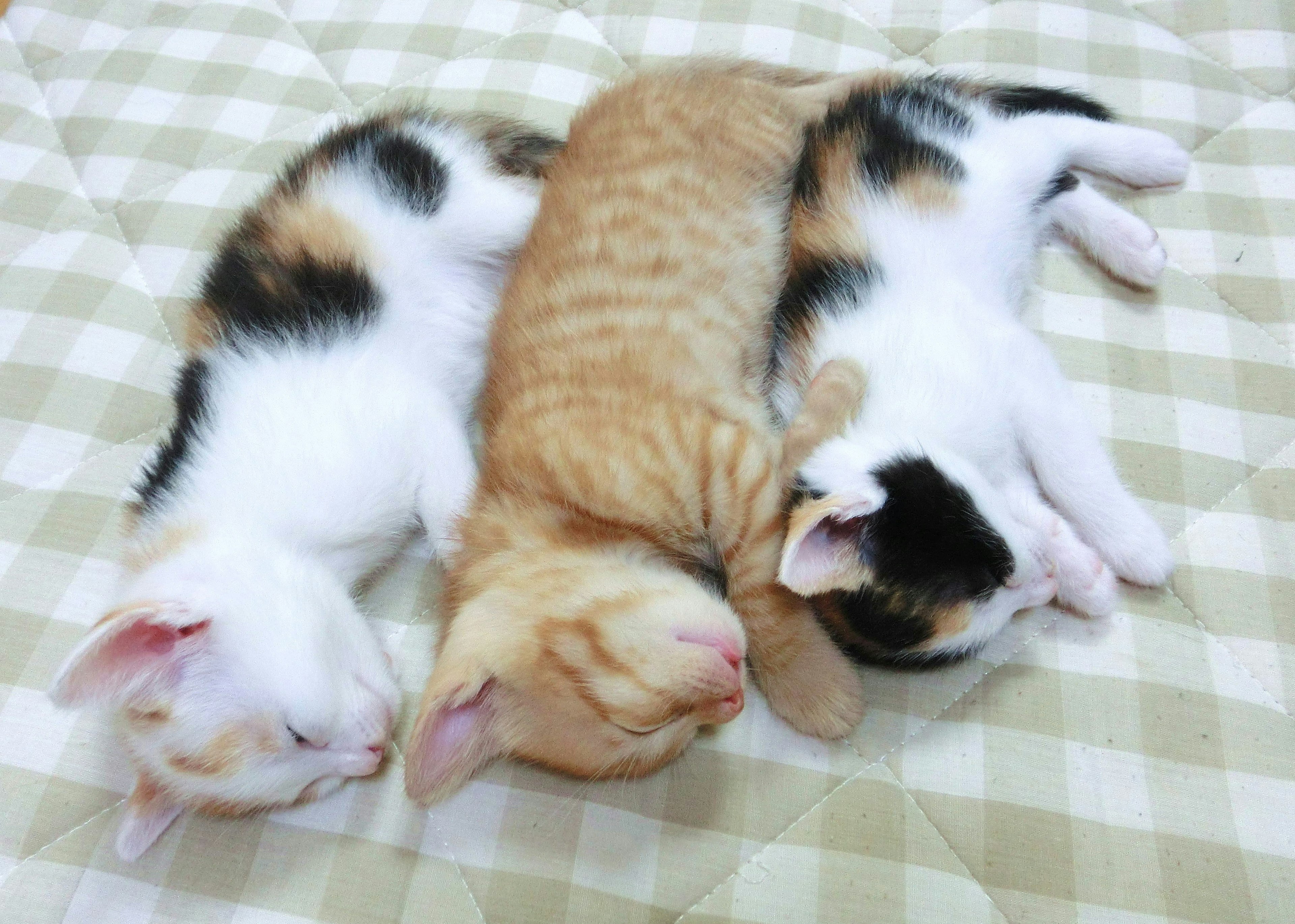 Three kittens cuddling together while sleeping