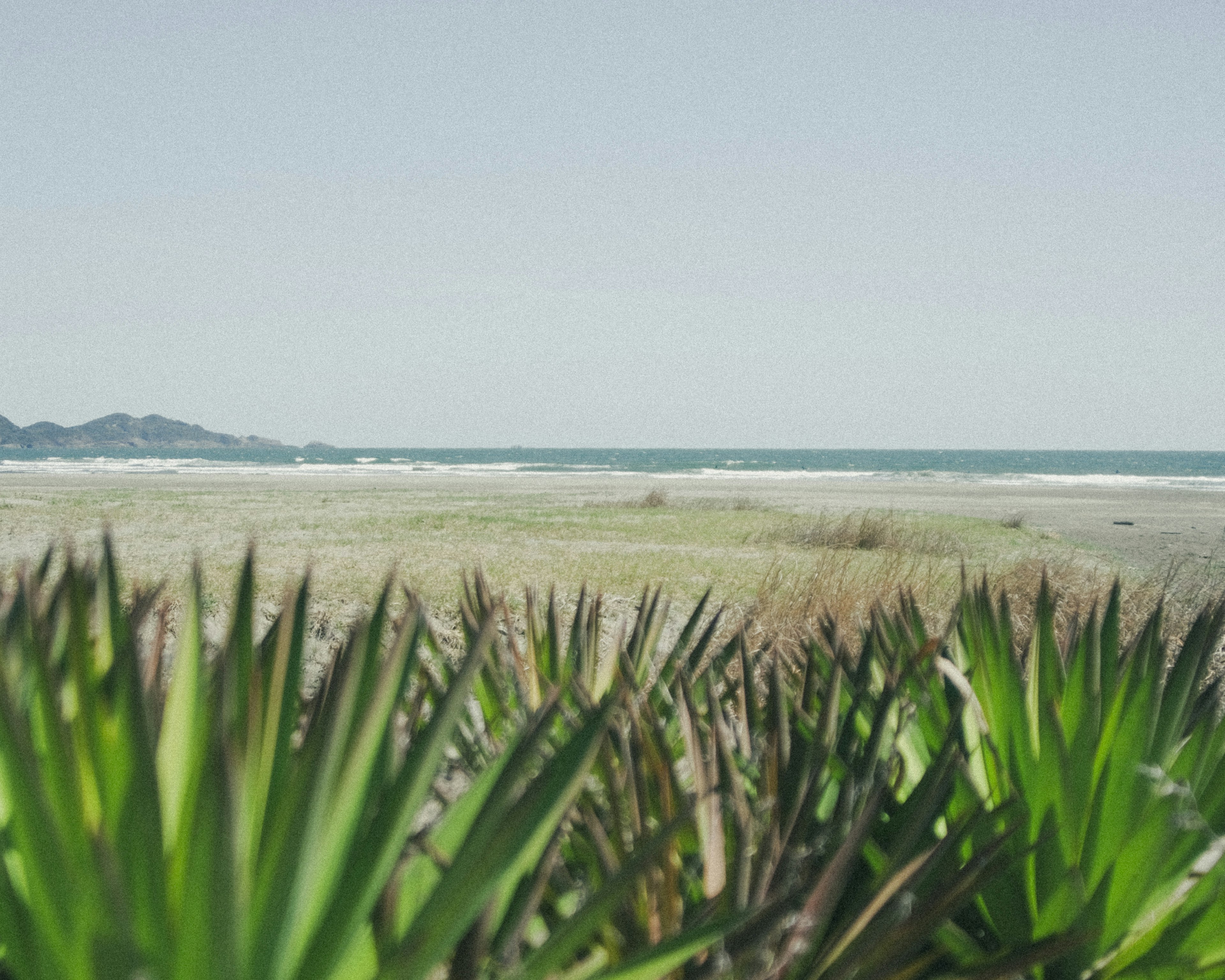 海岸線と緑の植物が広がる風景