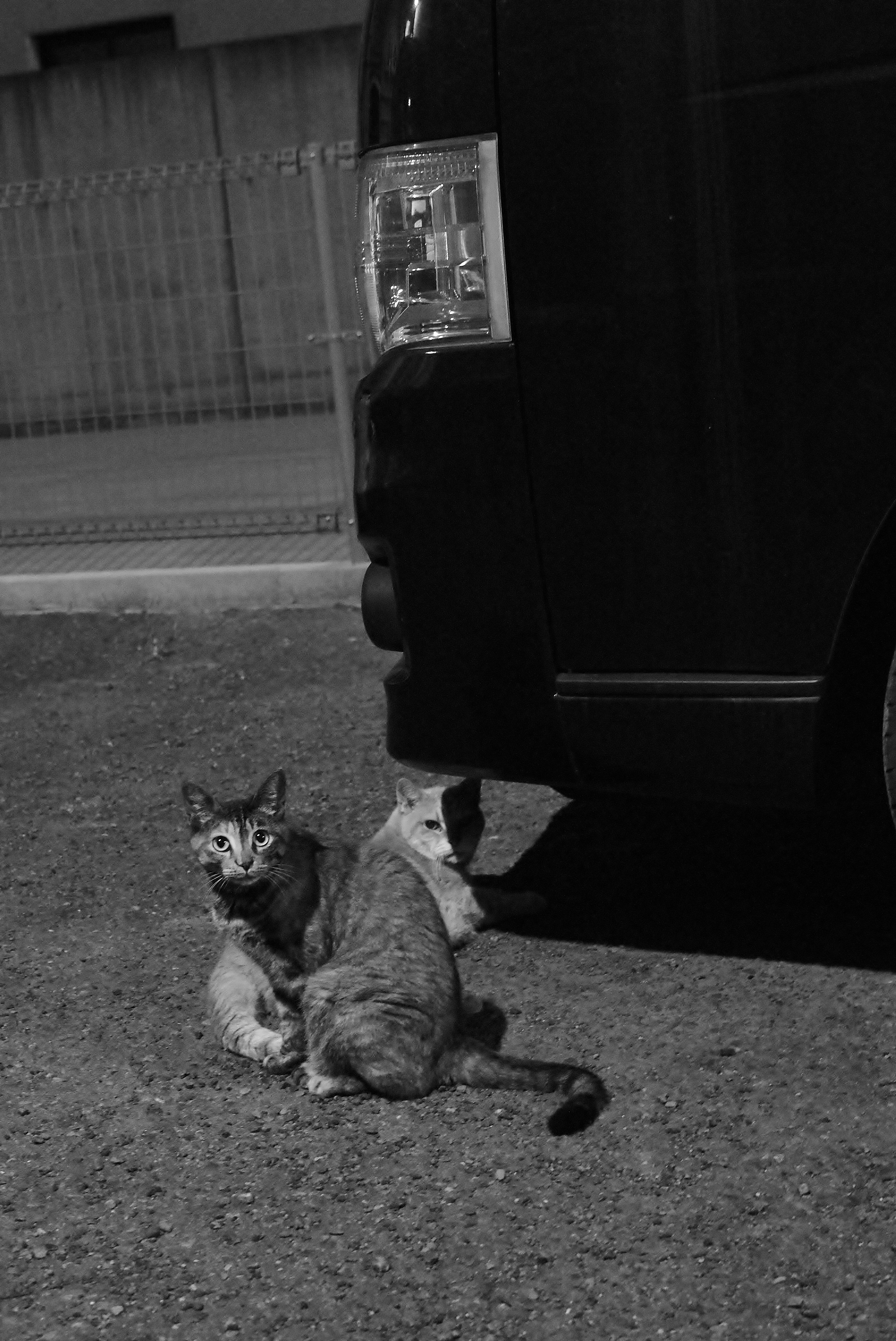 Two cats cuddling behind a black vehicle