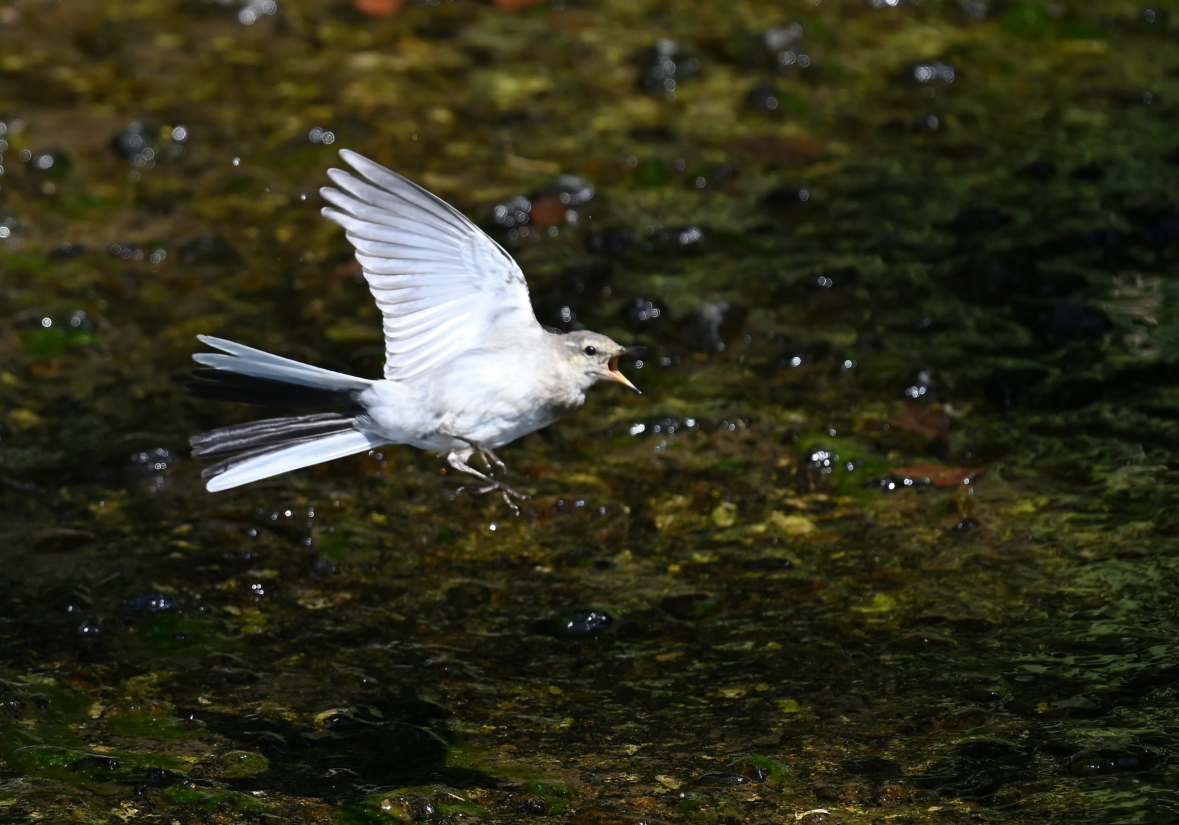 Un uccello bianco che vola sopra una superficie d'acqua