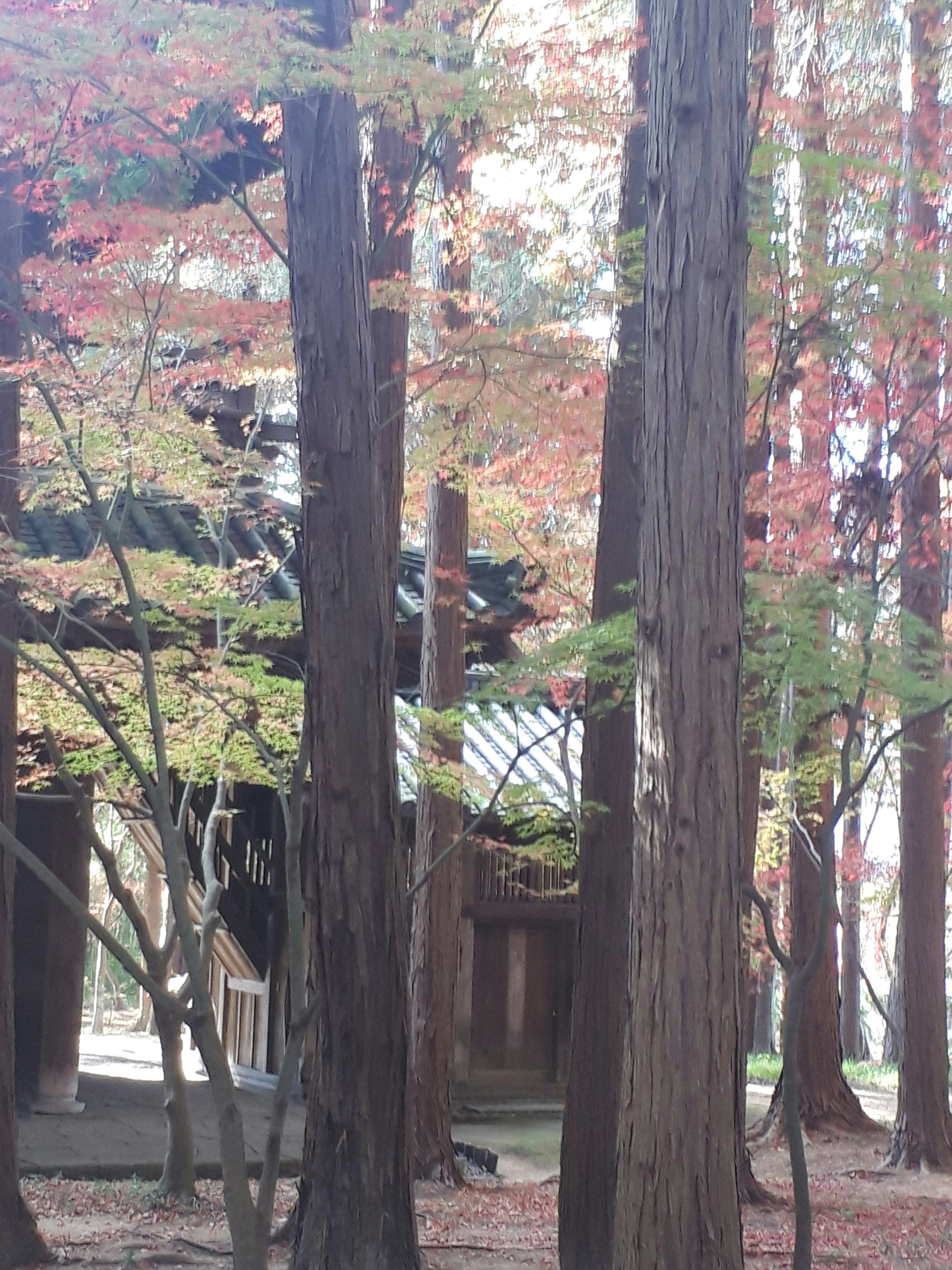 A cabin nestled among tall trees with colorful autumn leaves