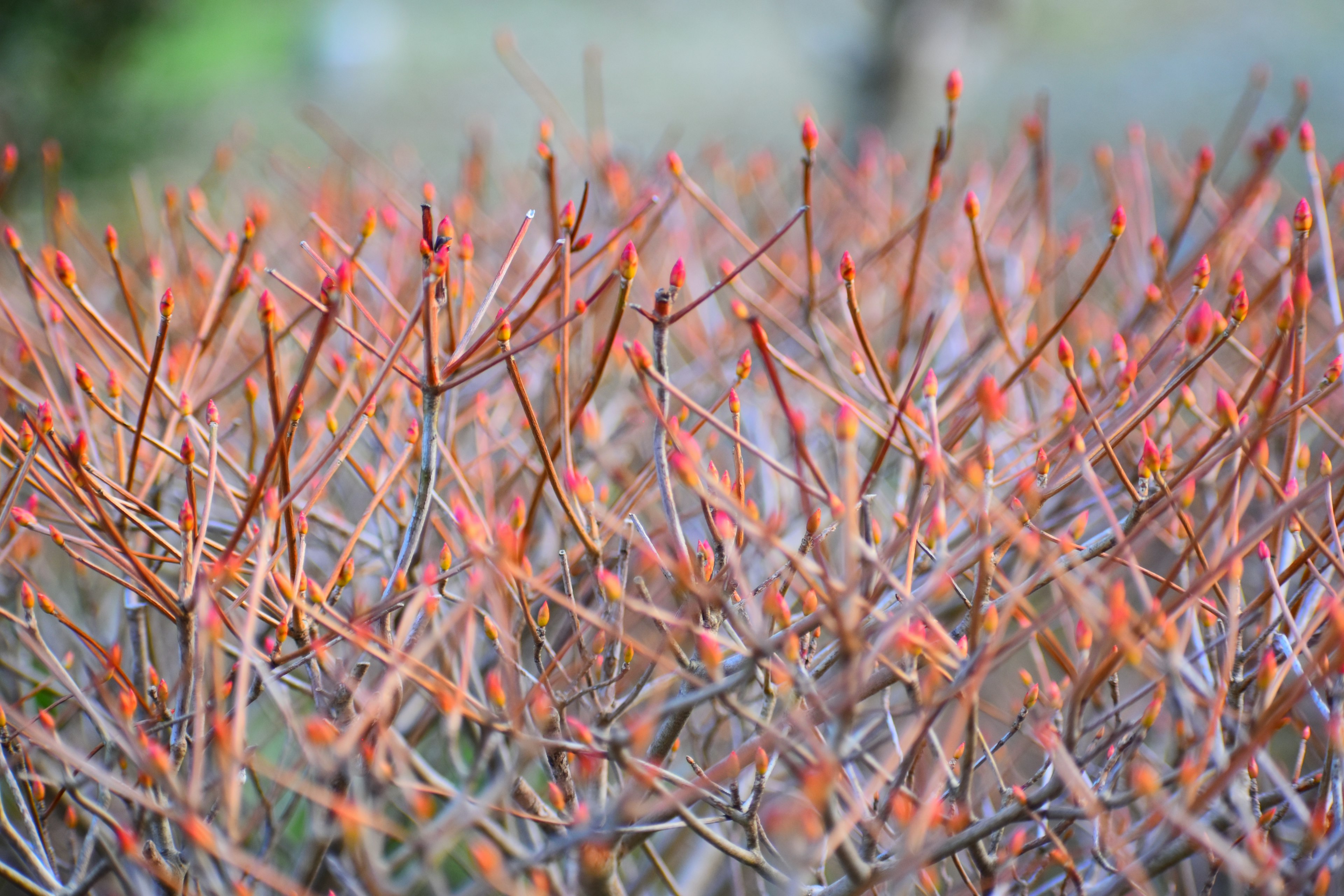 Nahaufnahme eines Zweigclusters mit Knospen