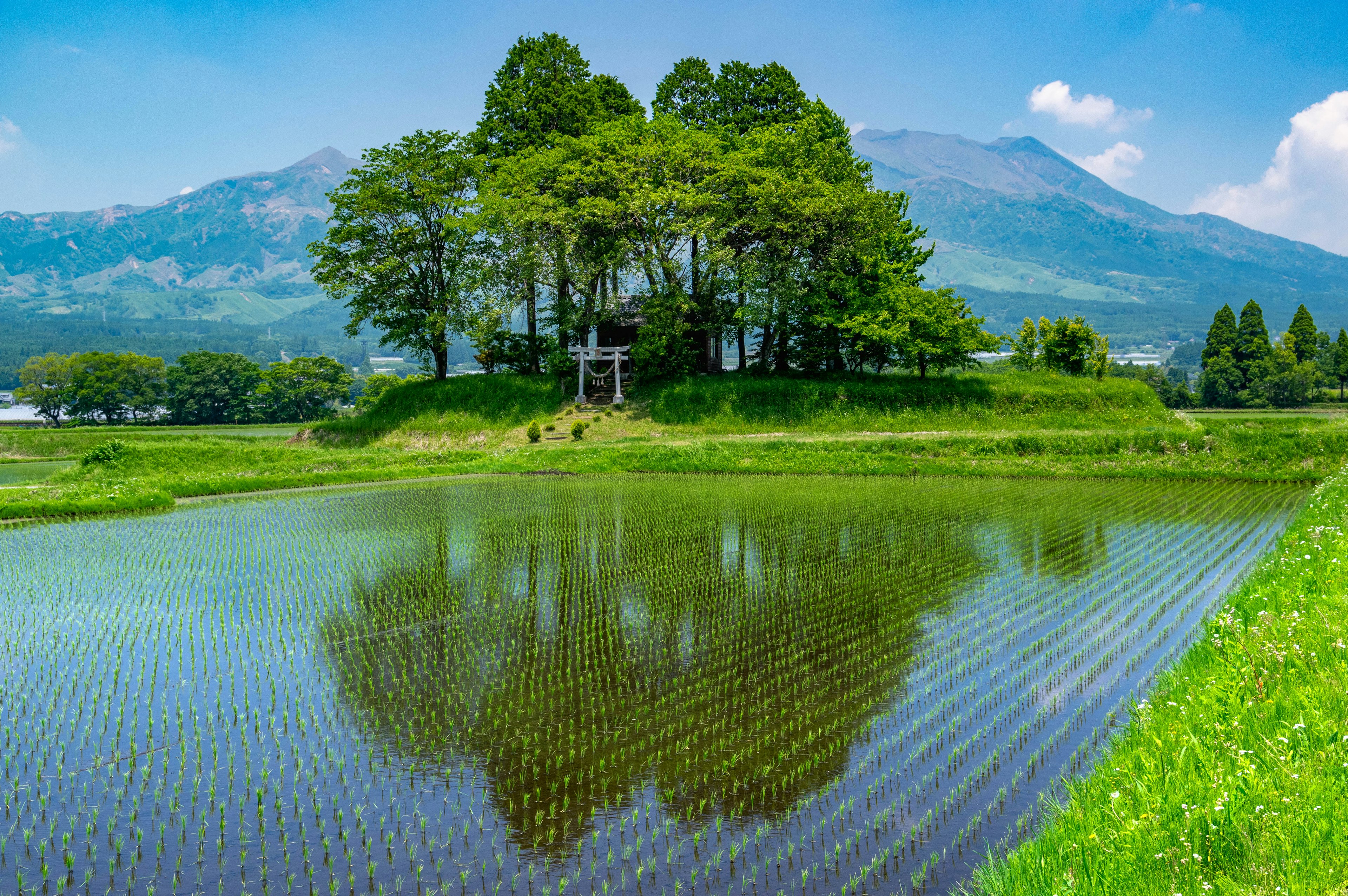 緑の稲田と山々を背景にした美しい風景