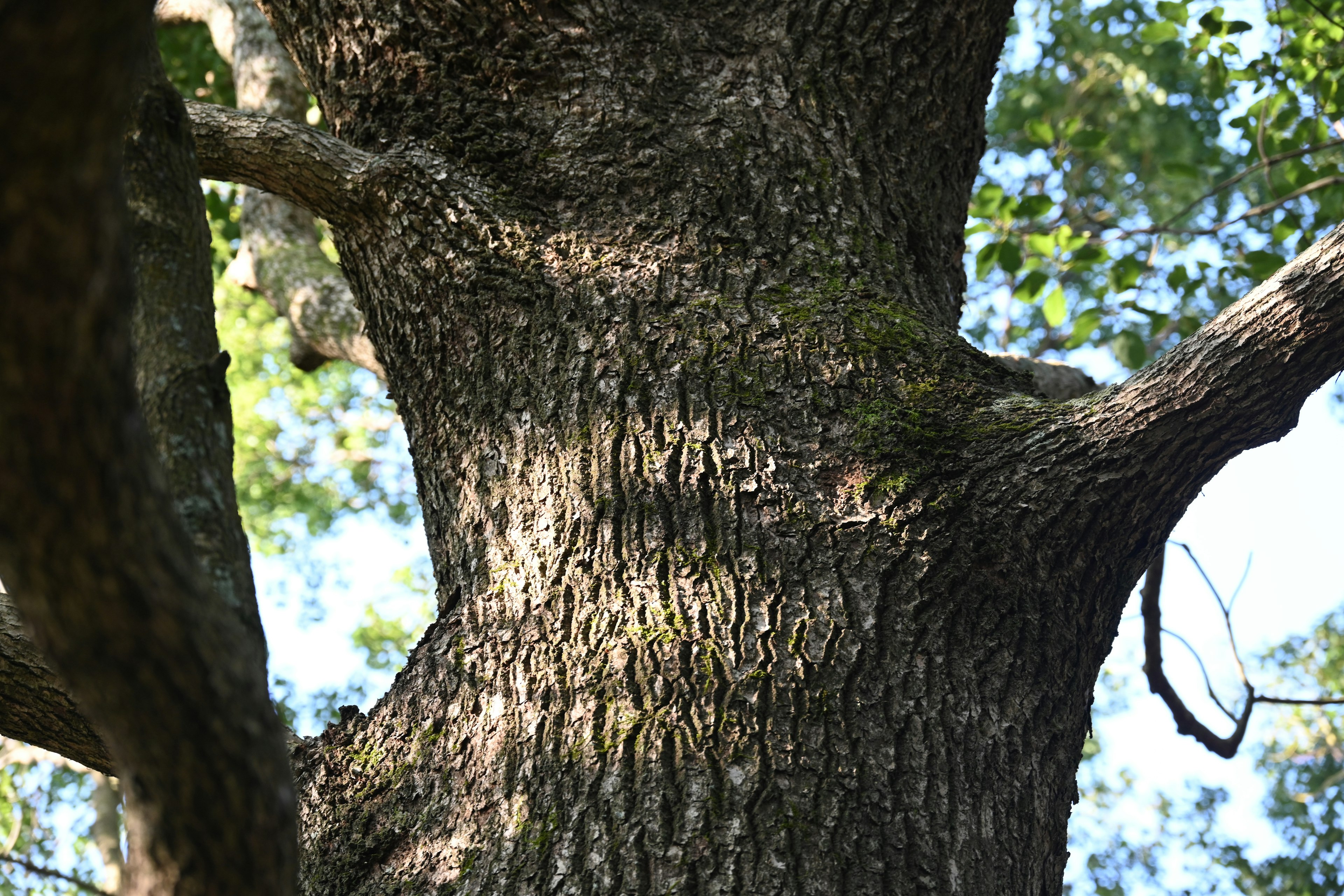 Detailed texture of a large tree trunk with green leaves