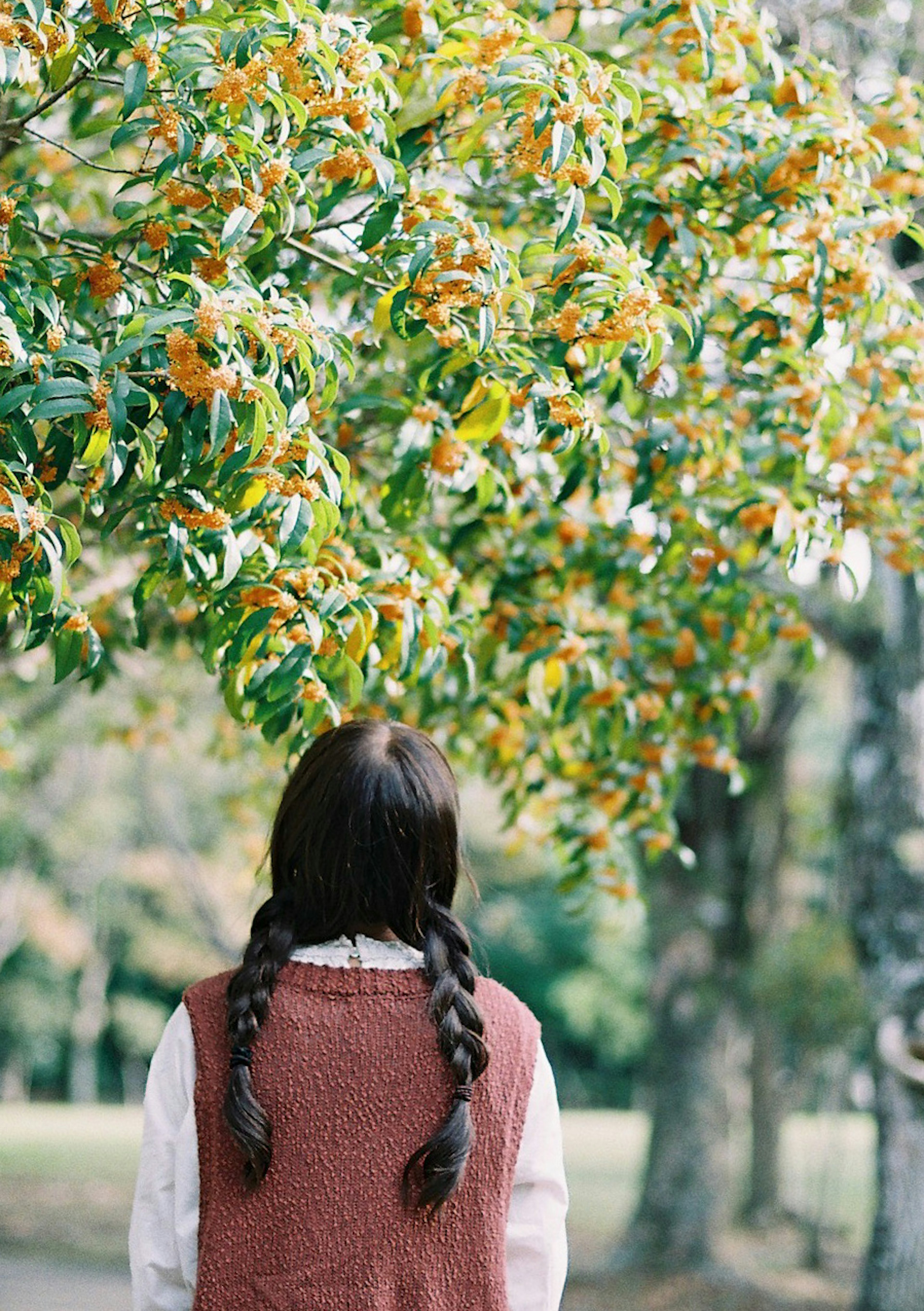 A girl with two braids standing under a tree with orange fruits and green leaves