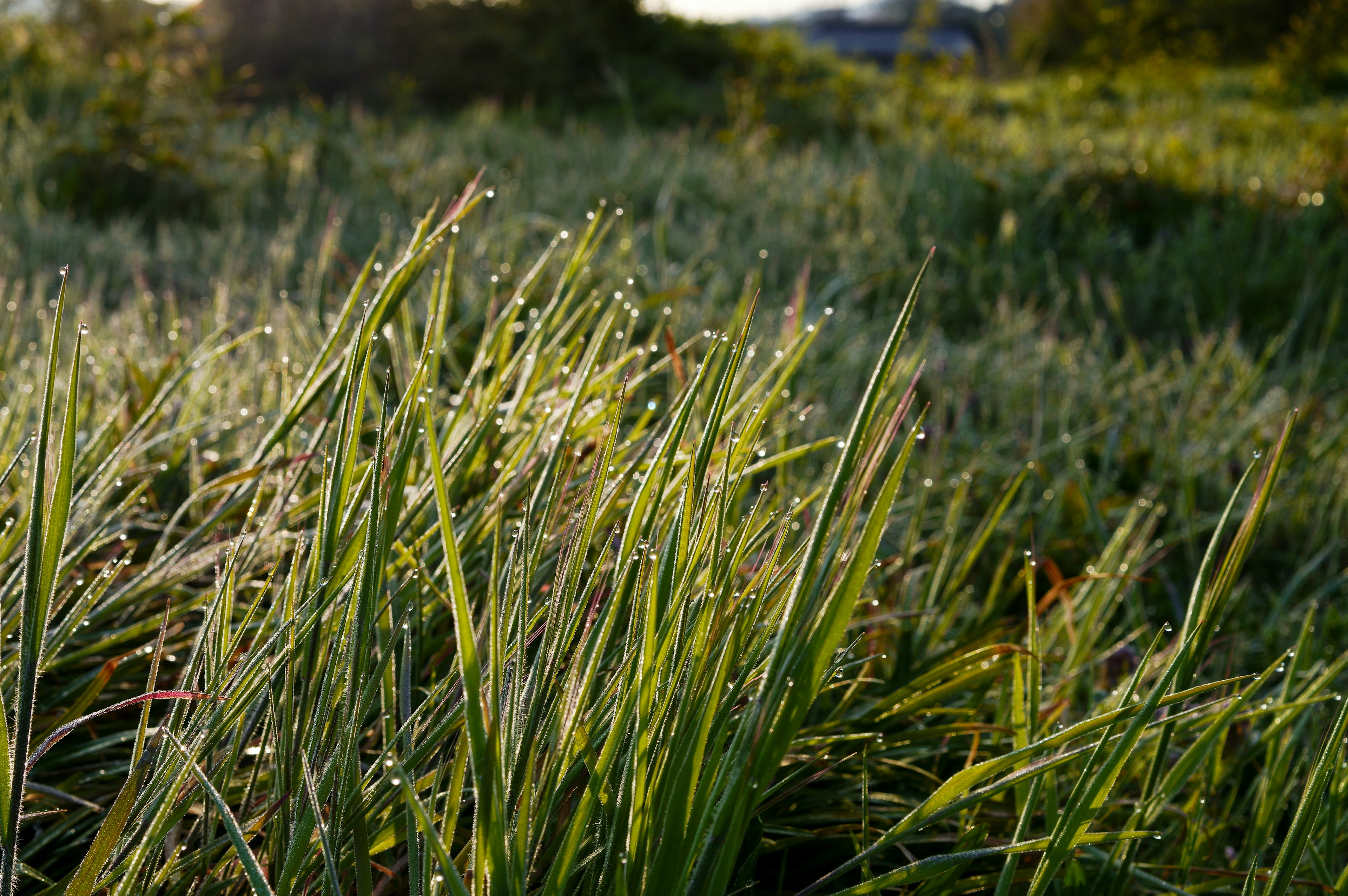 Grünes Gras mit Tau bedeckt und sanftem Sonnenlicht