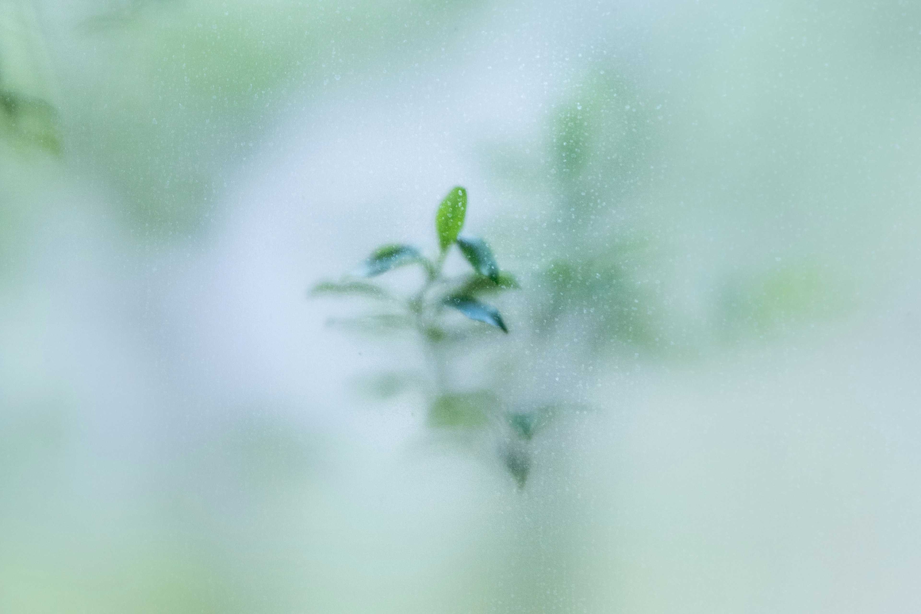 ぼやけた緑の葉と柔らかな背景の画像