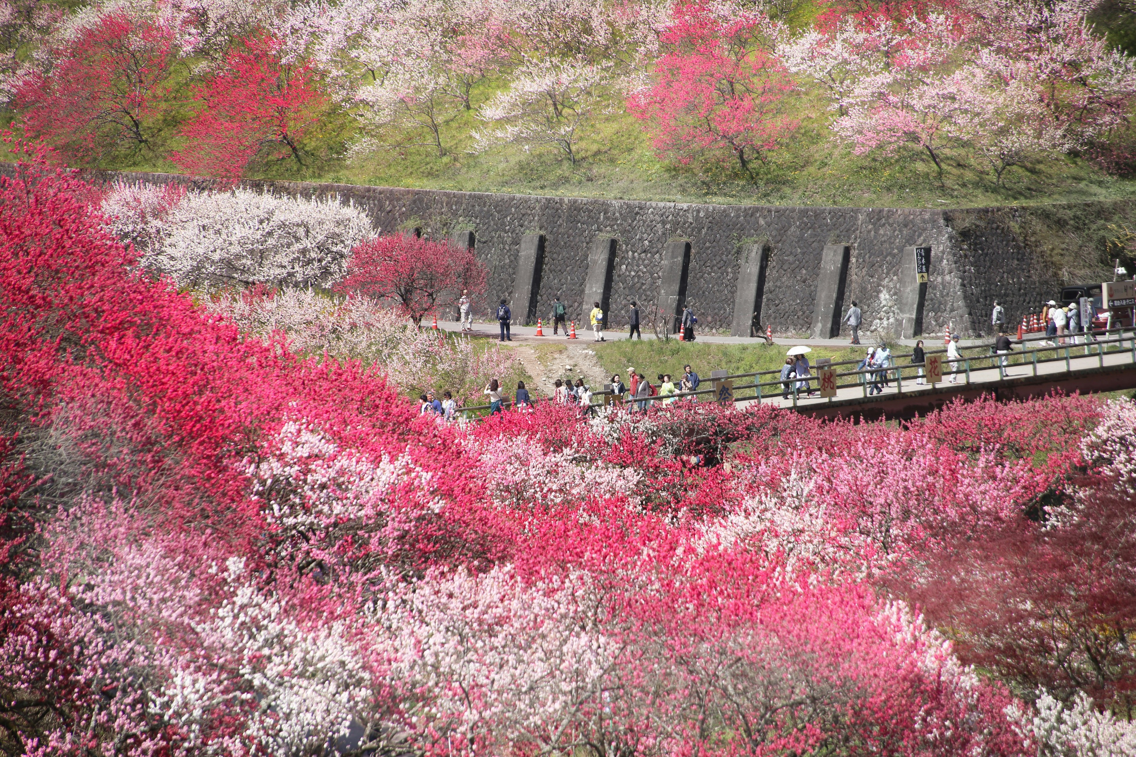 Un paesaggio vibrante di fiori in fiore con persone che camminano lungo un sentiero