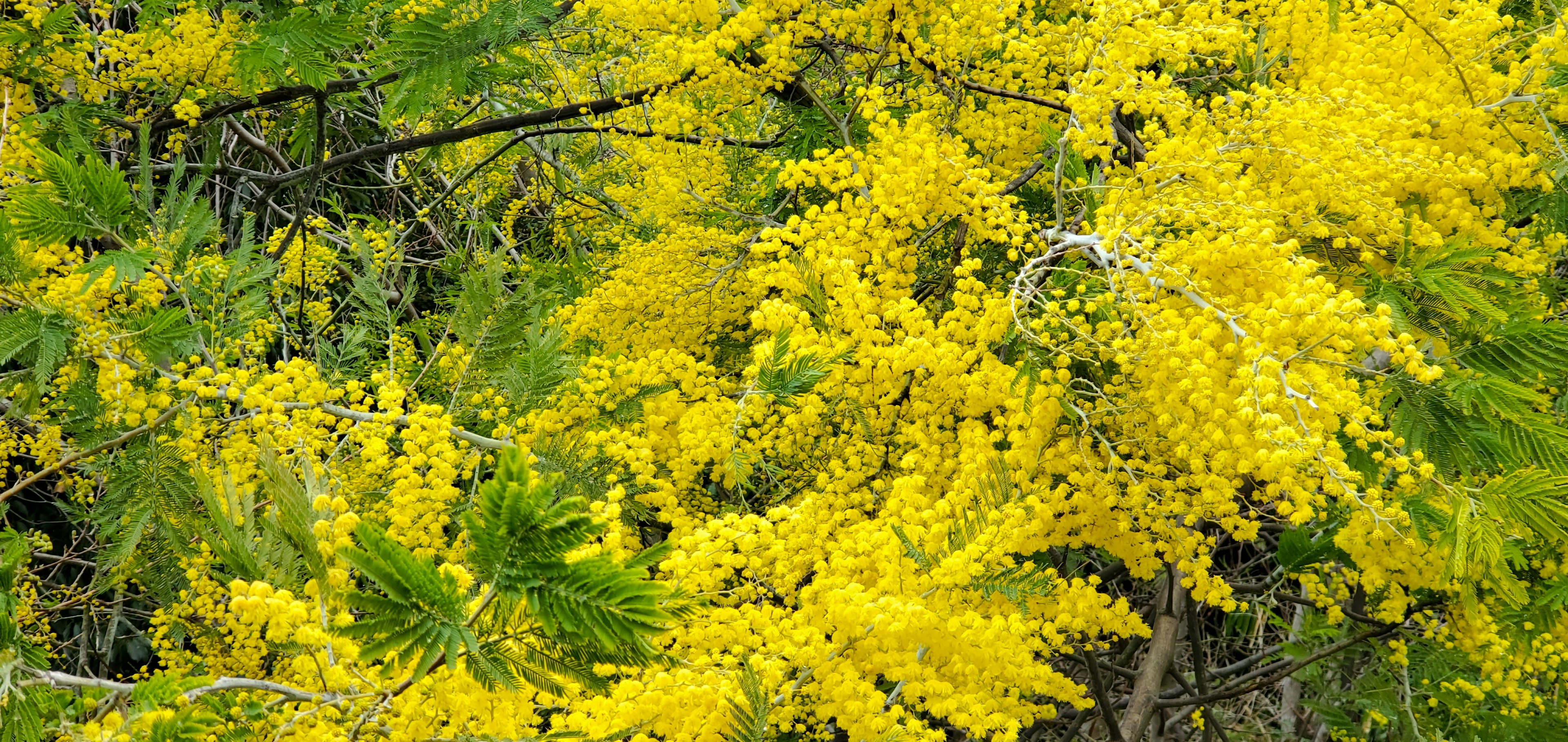 鮮やかな黄色のミモザの花が咲いている枝のクローズアップ