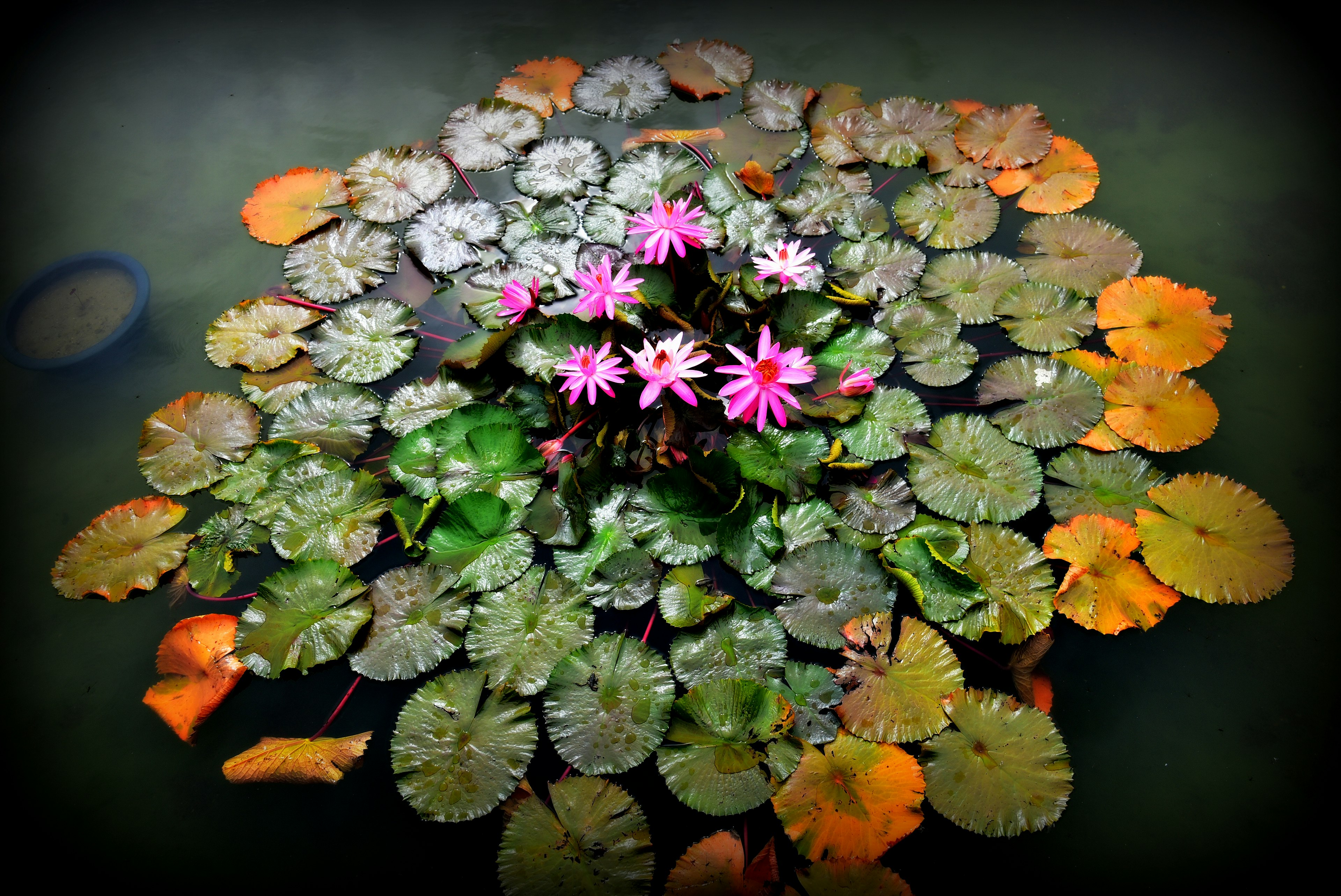 Colorful water lilies and leaves floating on the surface