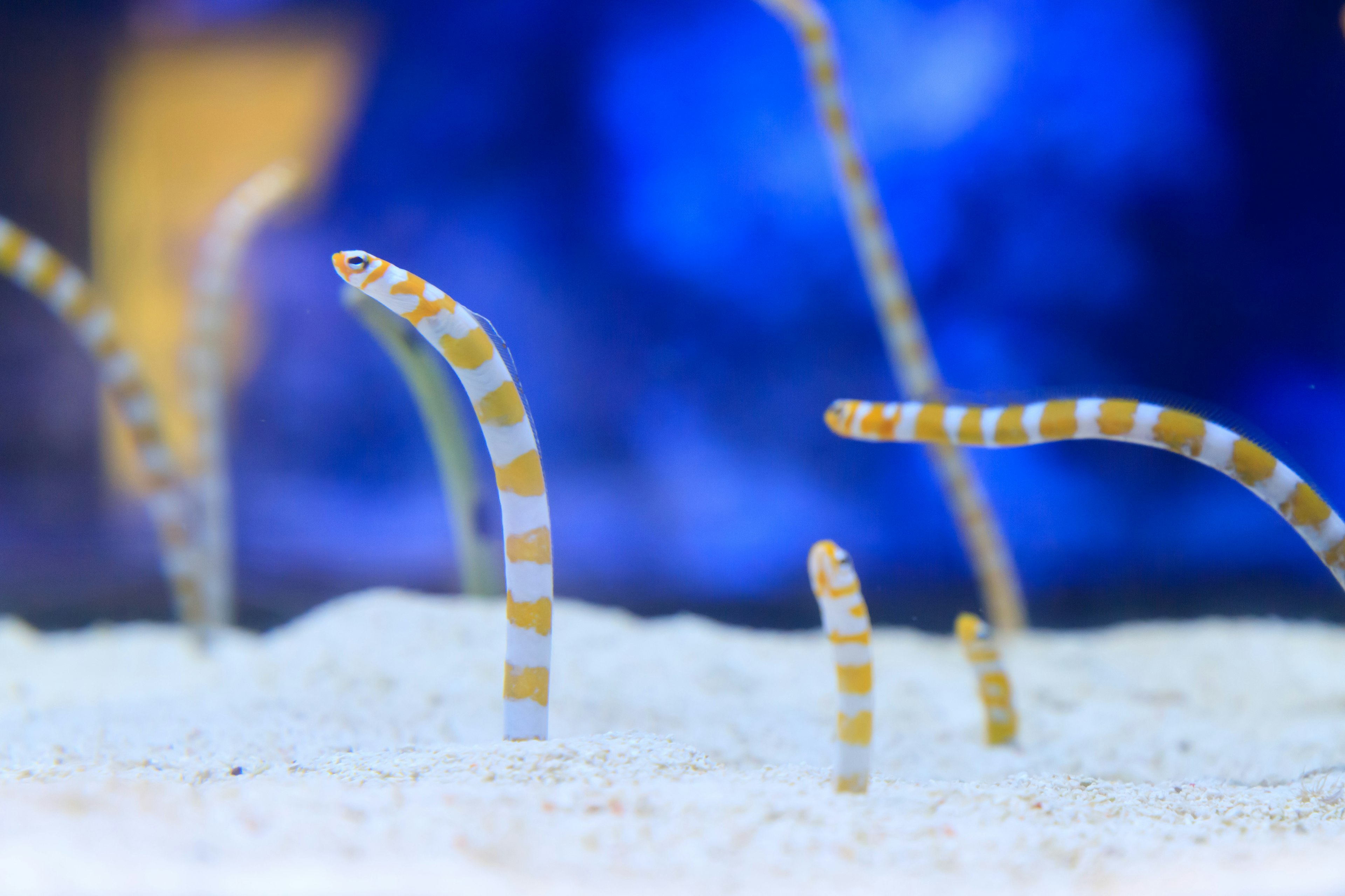 Eels with yellow stripes emerging from the sand in a vibrant aquarium setting