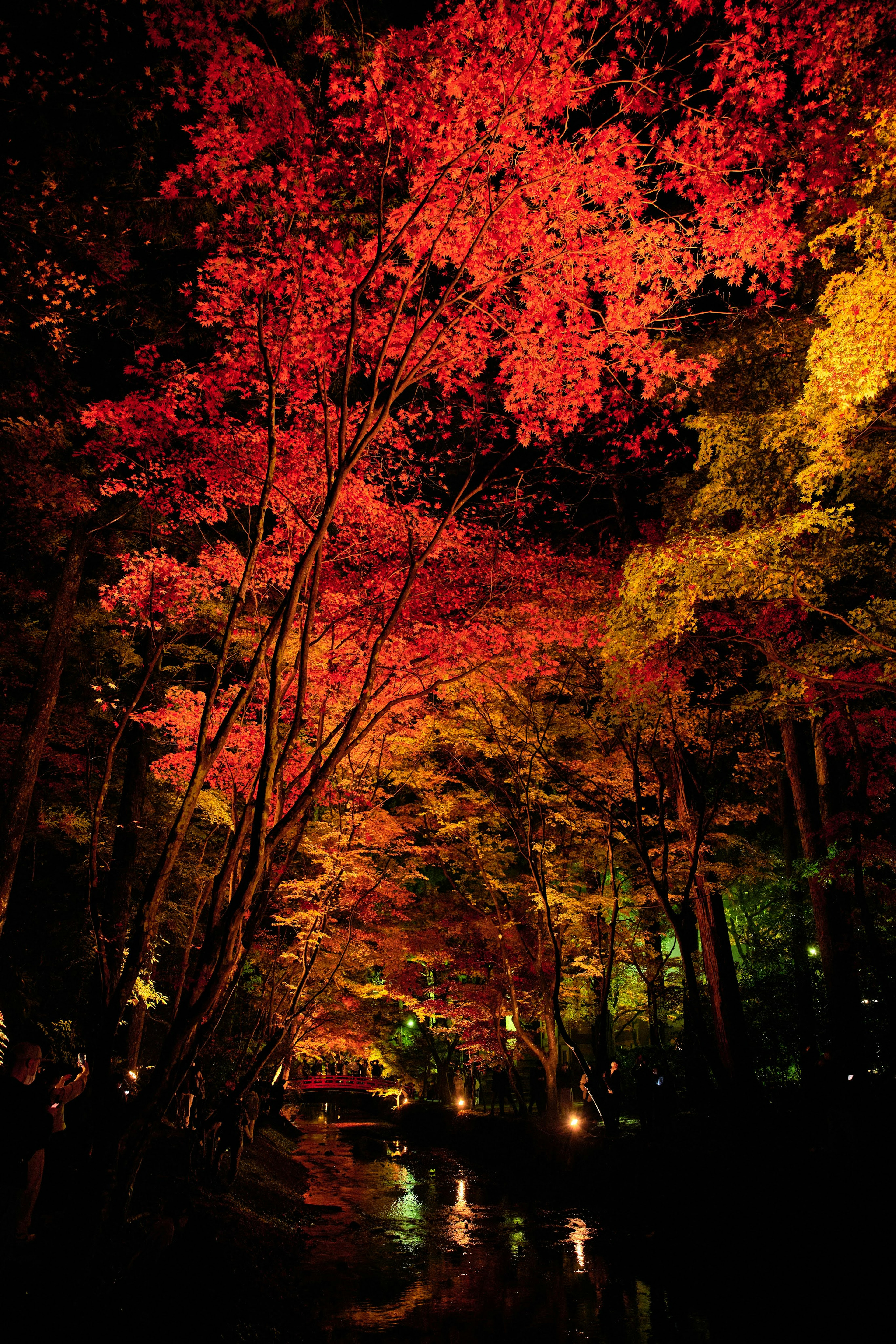 Bellissimo fogliame autunnale in una scena forestale notturna