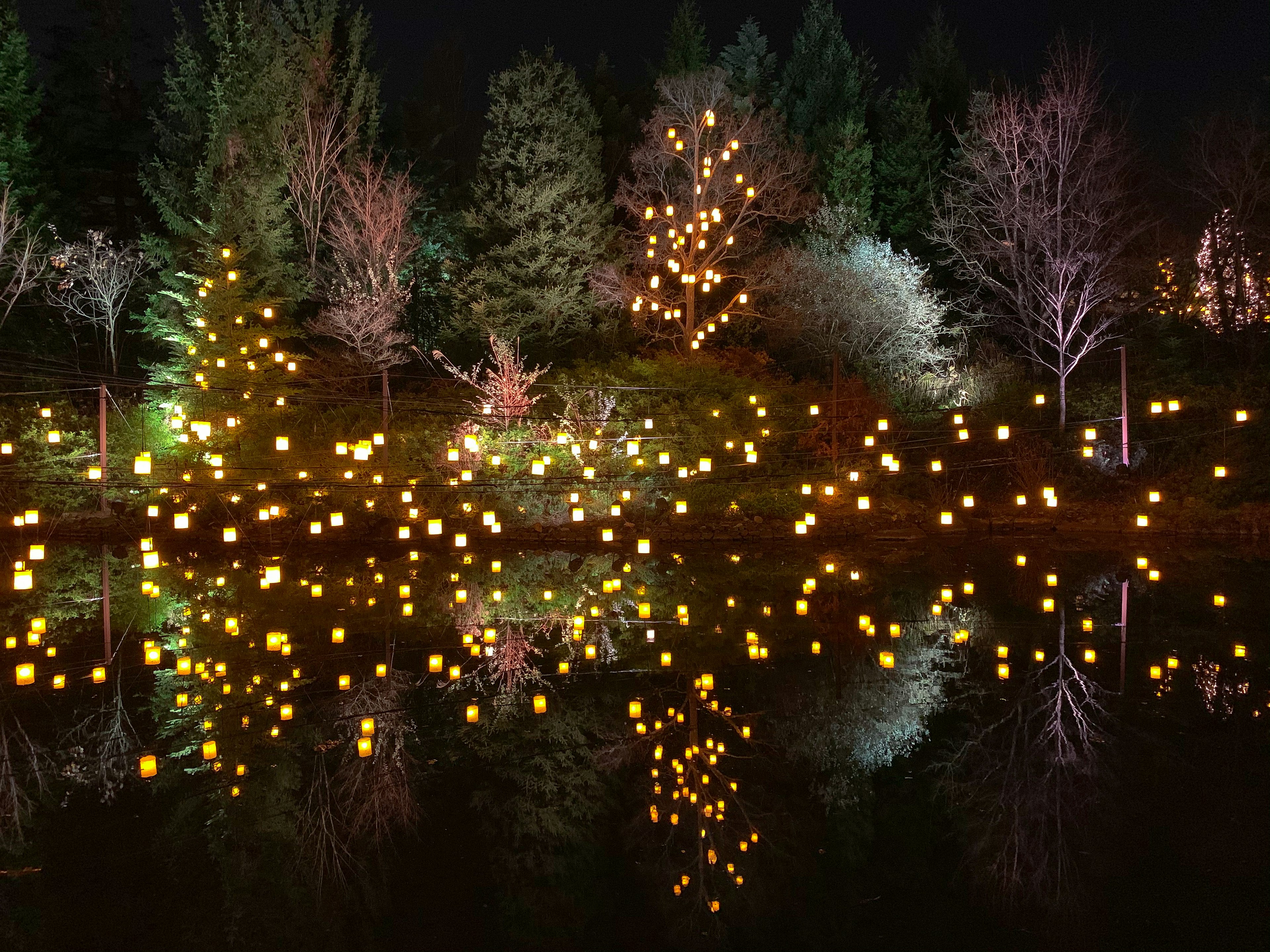 夜の公園に照らされた木々と水面に映る光るランタン