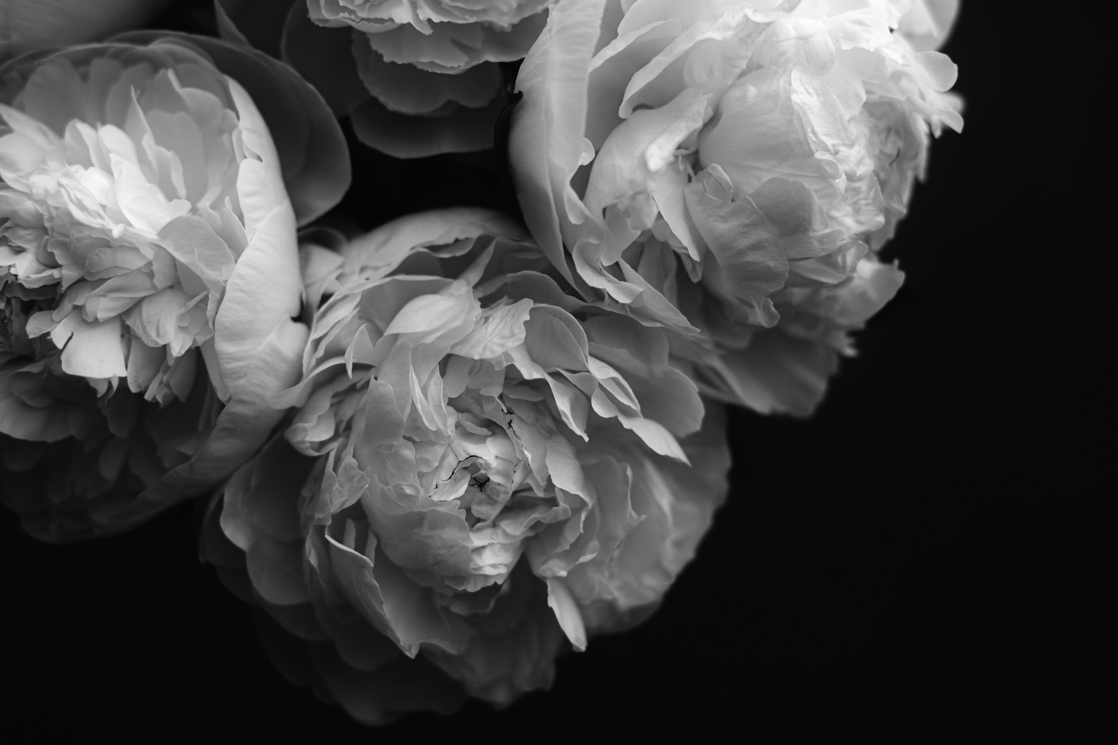 Beautiful peony petals against a black background